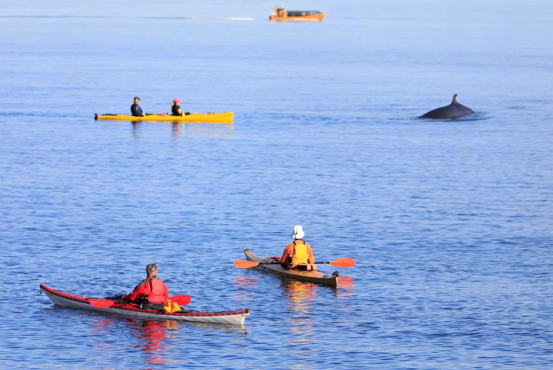Whale Watching in Tadoussac