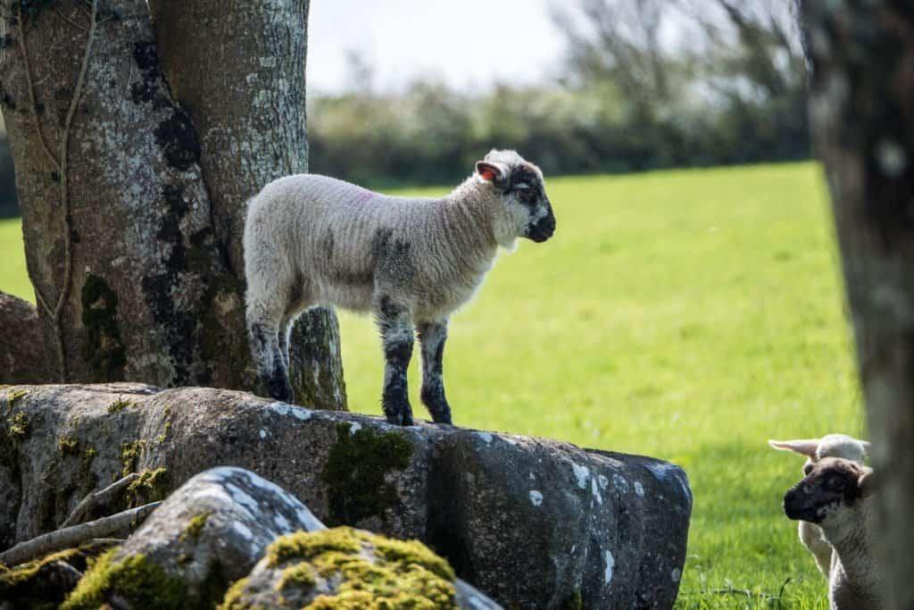 Ireland, travel, boat, houseboat, vacation