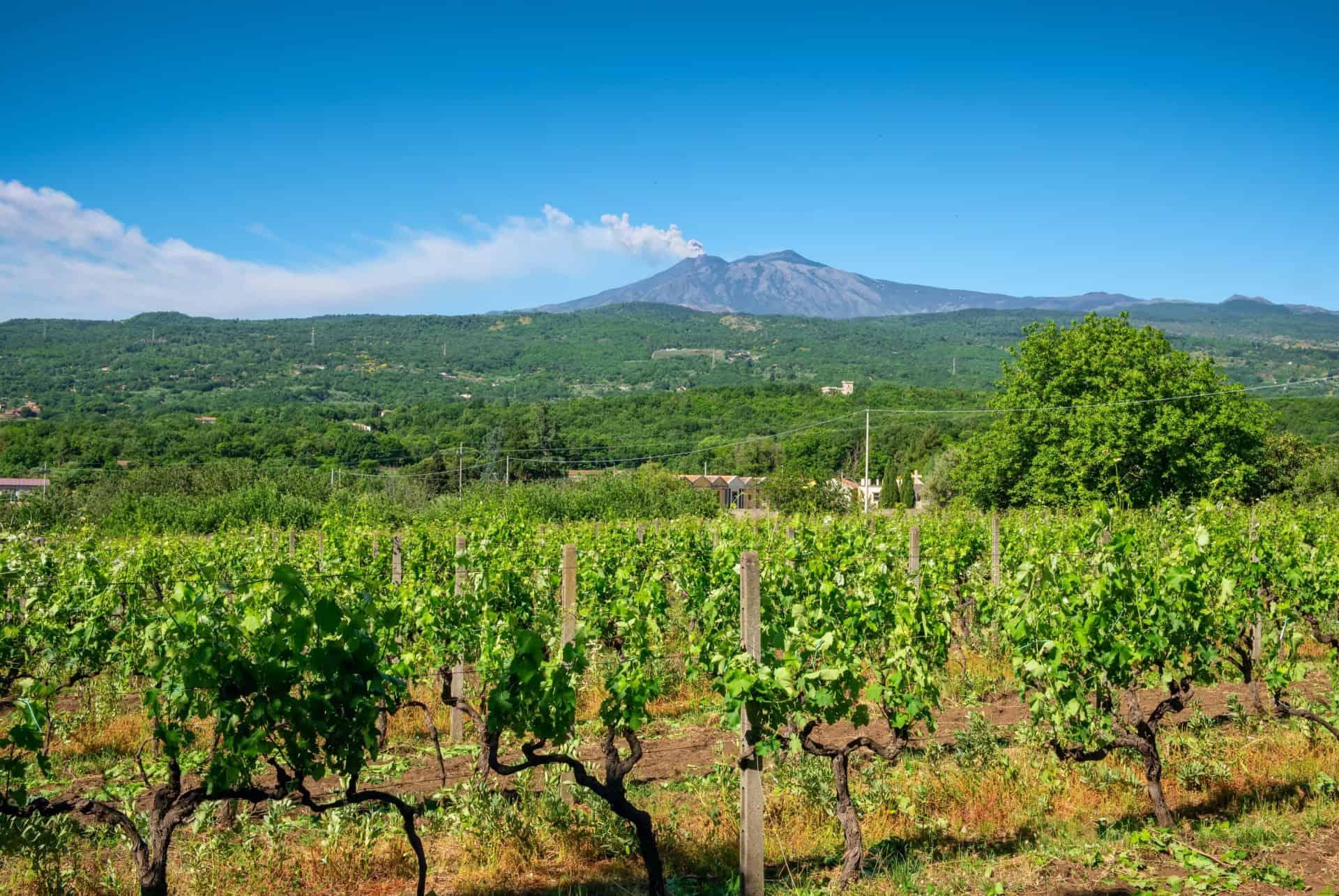 Sicilian vineyards Etna