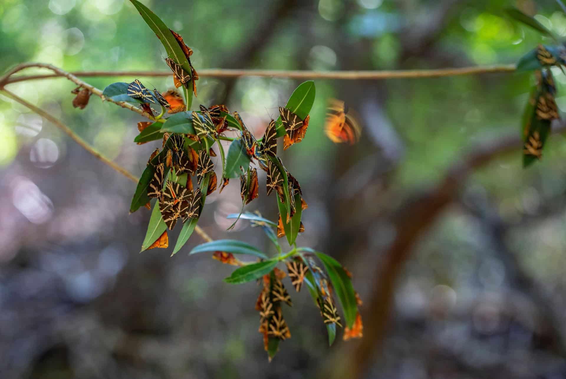 valley of the butterflies rhodes