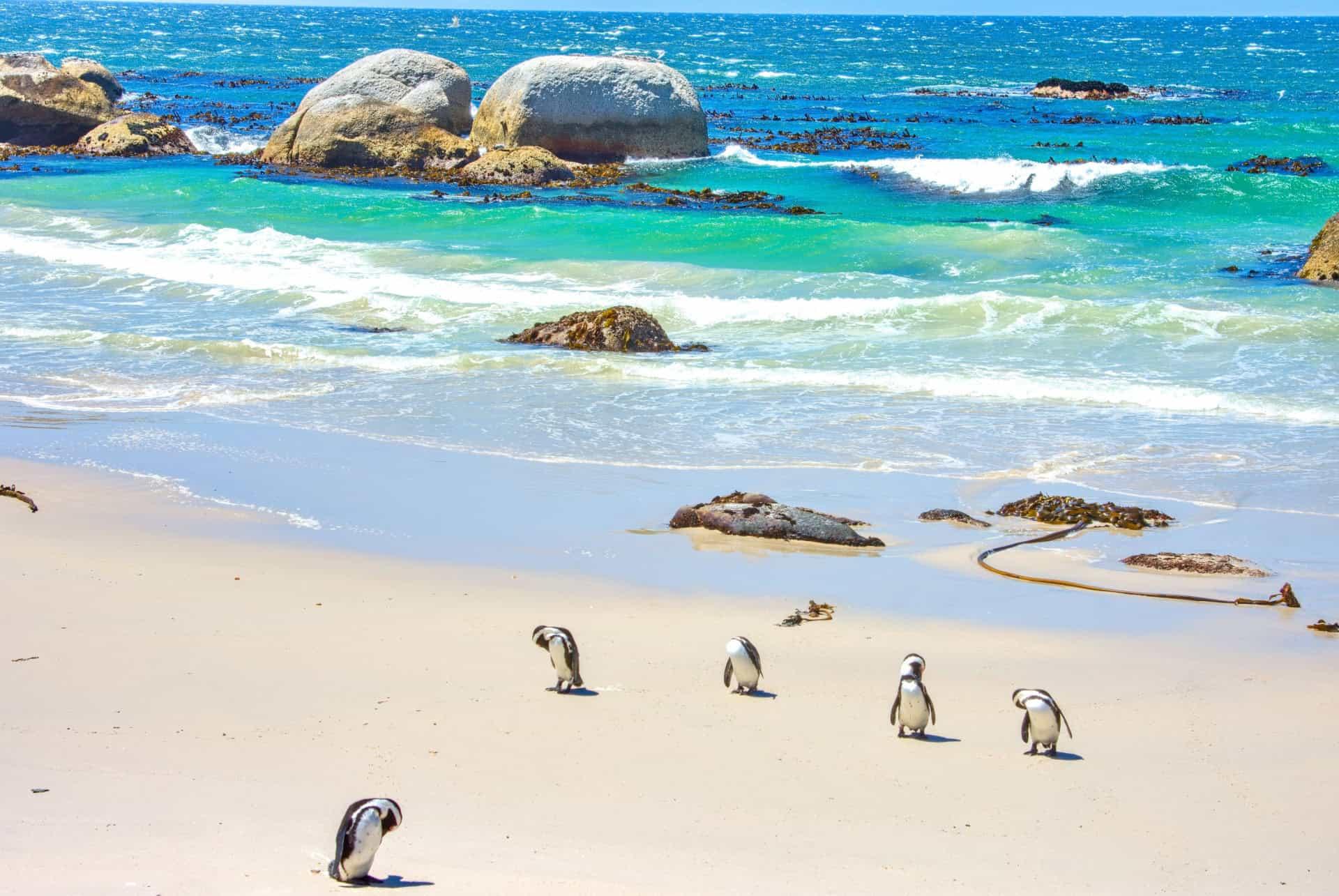 Cape of Good Hope, Cape Town