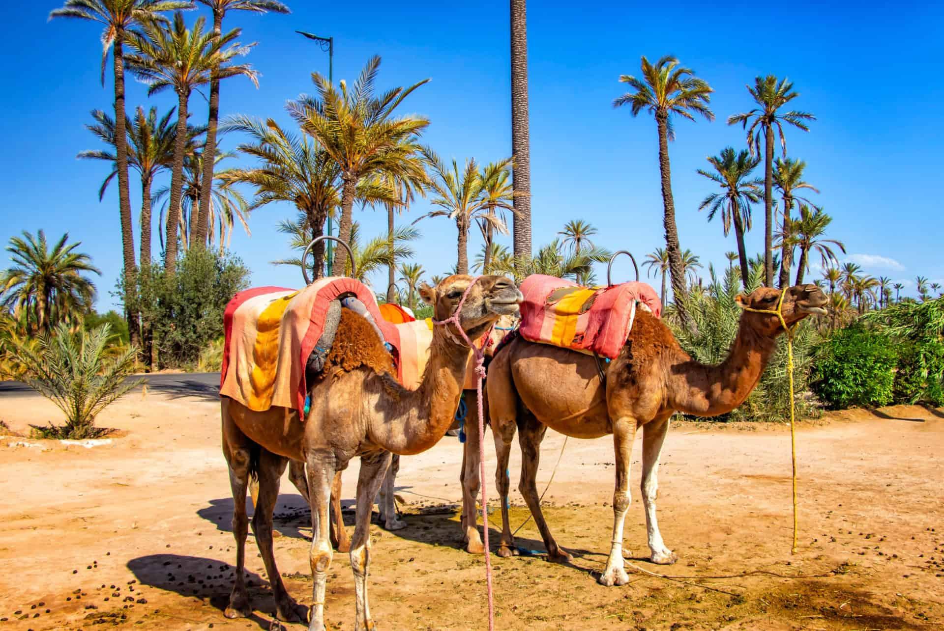 camel palm grove
