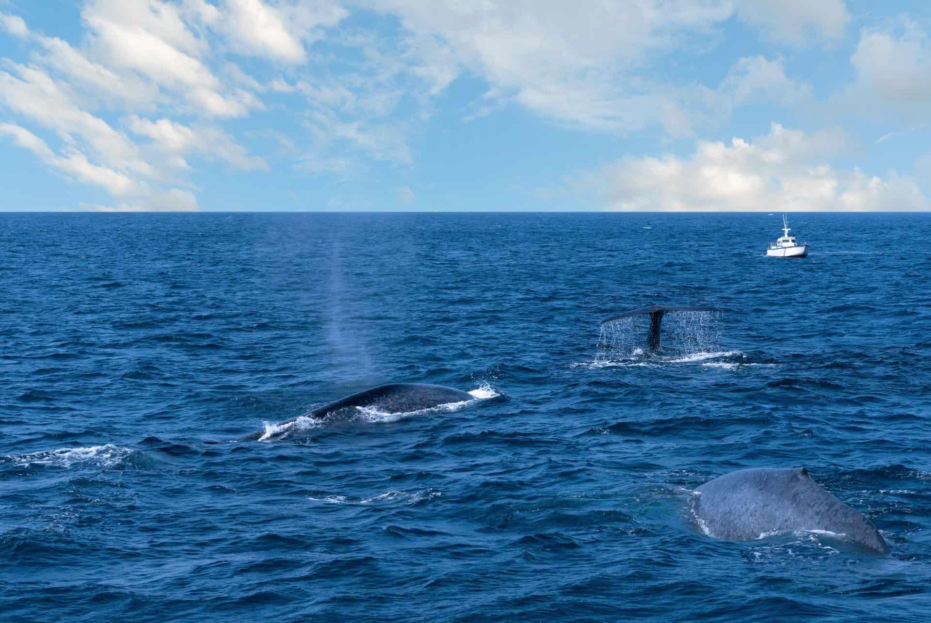 whales in Mirissa