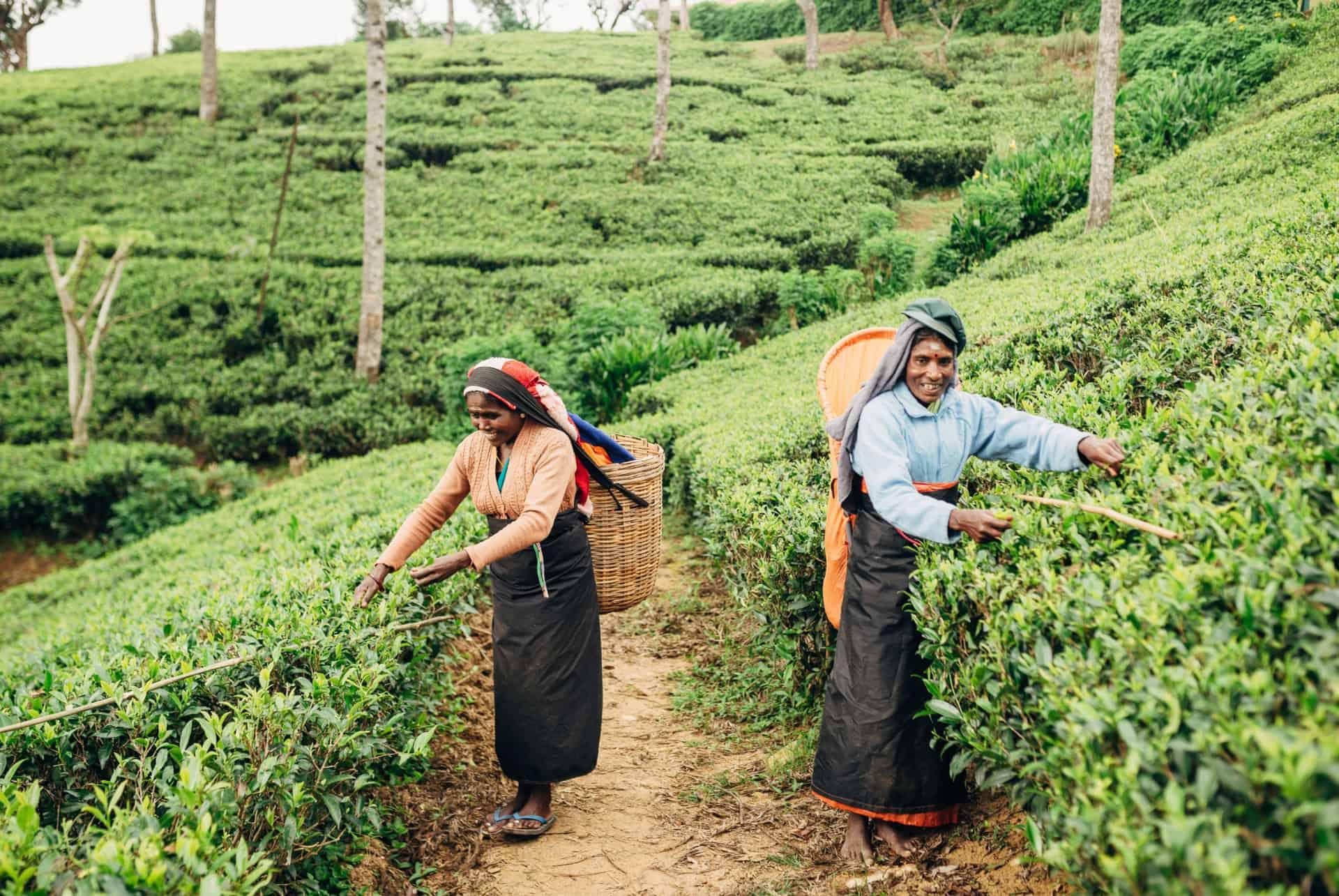 Nuwara Eliya tea plantation Sri Lanka
