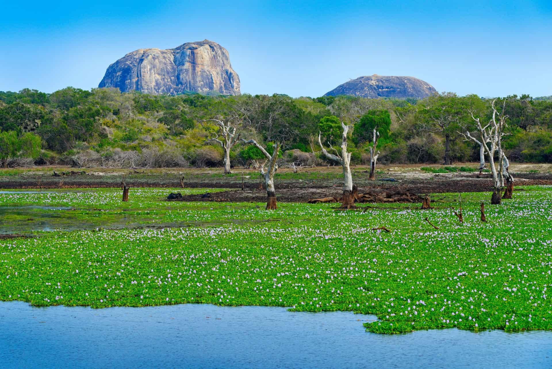 Yala National Park Sri Lanka