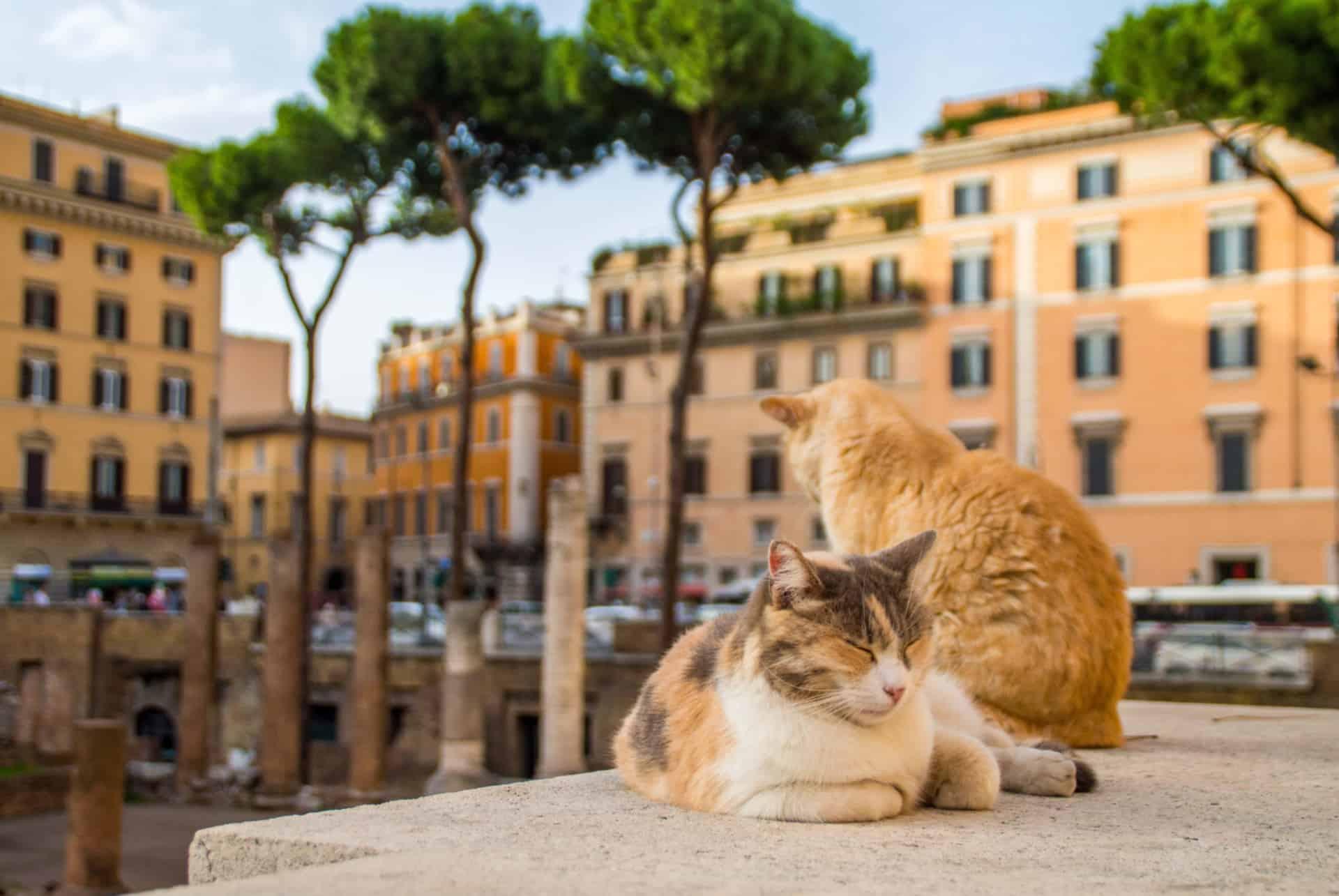 cats at largo di torre argentina