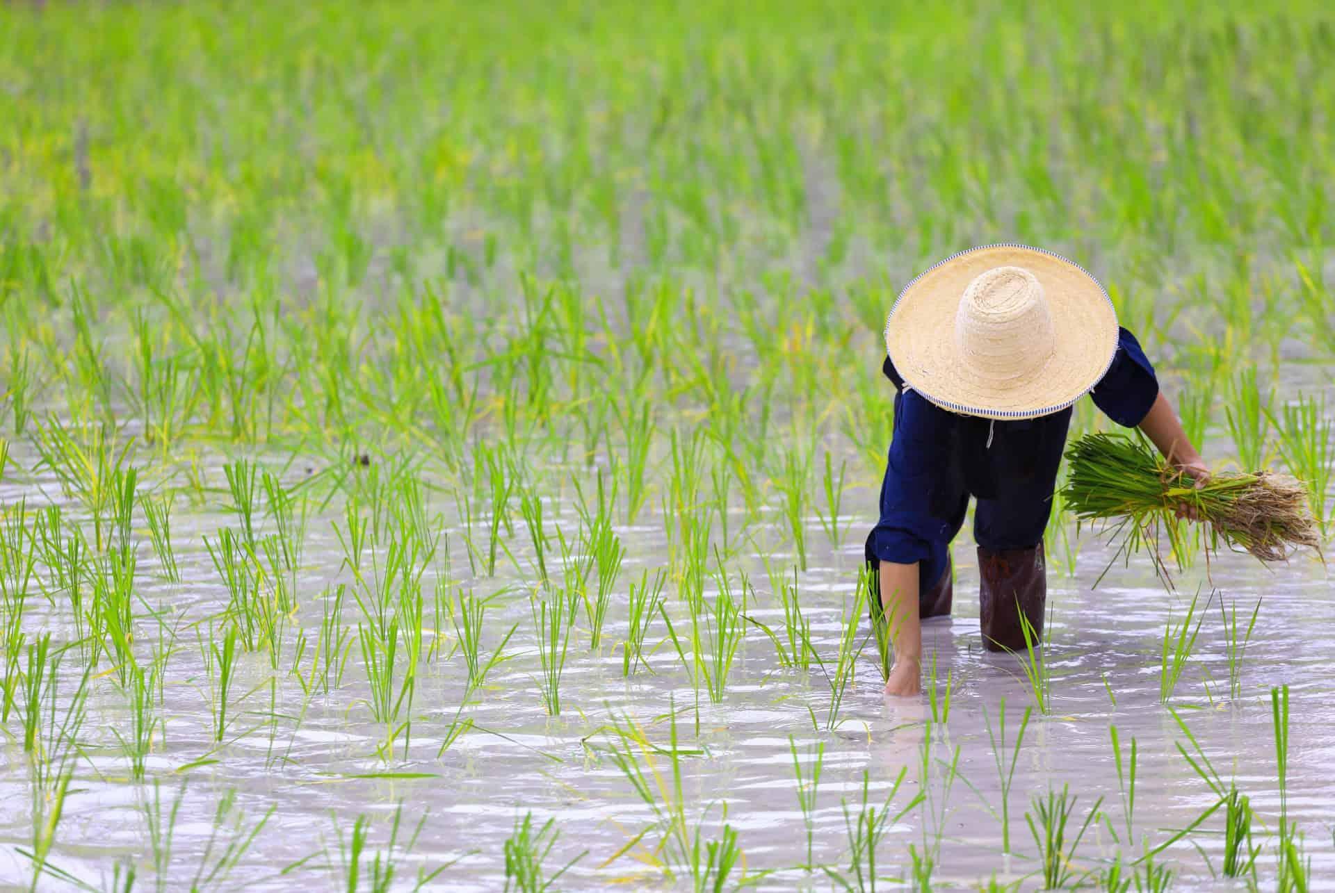 rice fields in bali