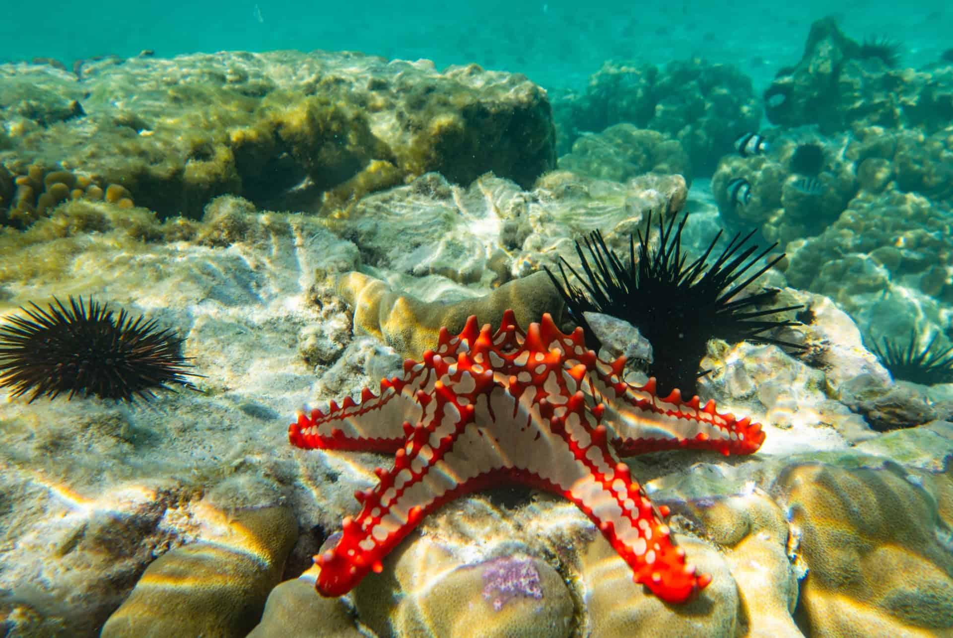 snorkeling in Zanzibar