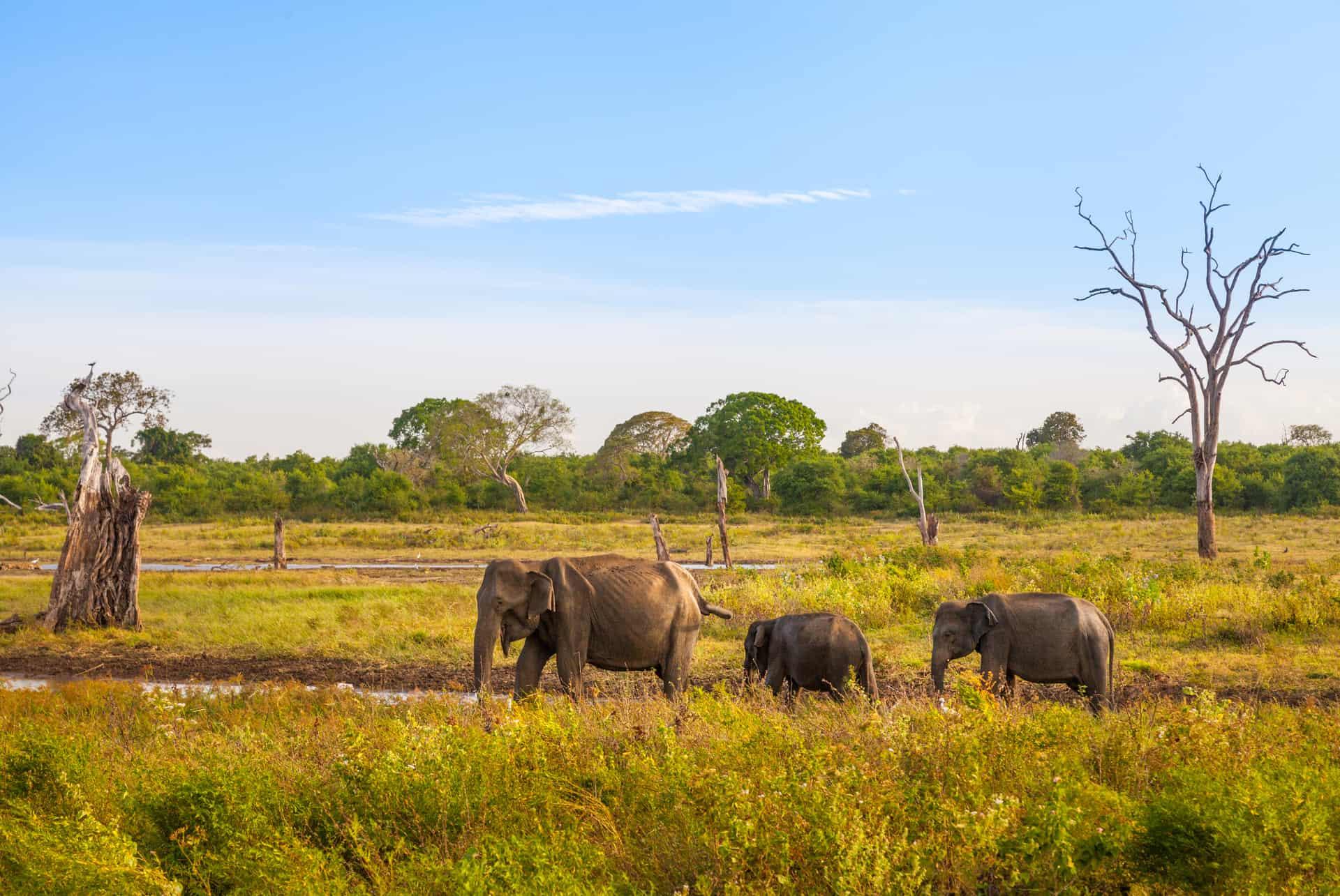 What to do in Sri Lanka Udawalawe National Park