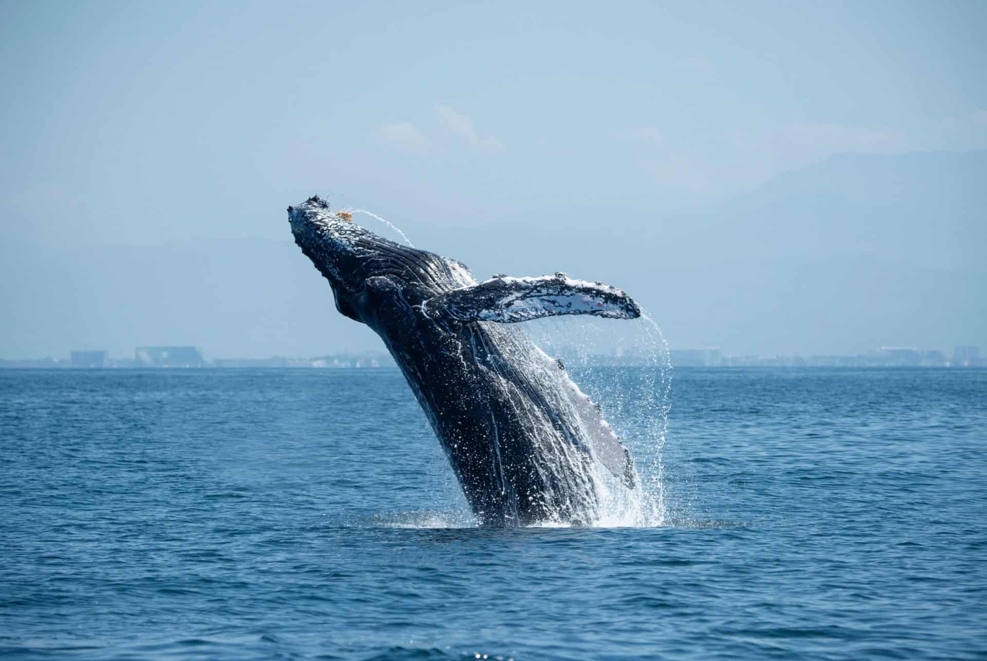 whale in iceland