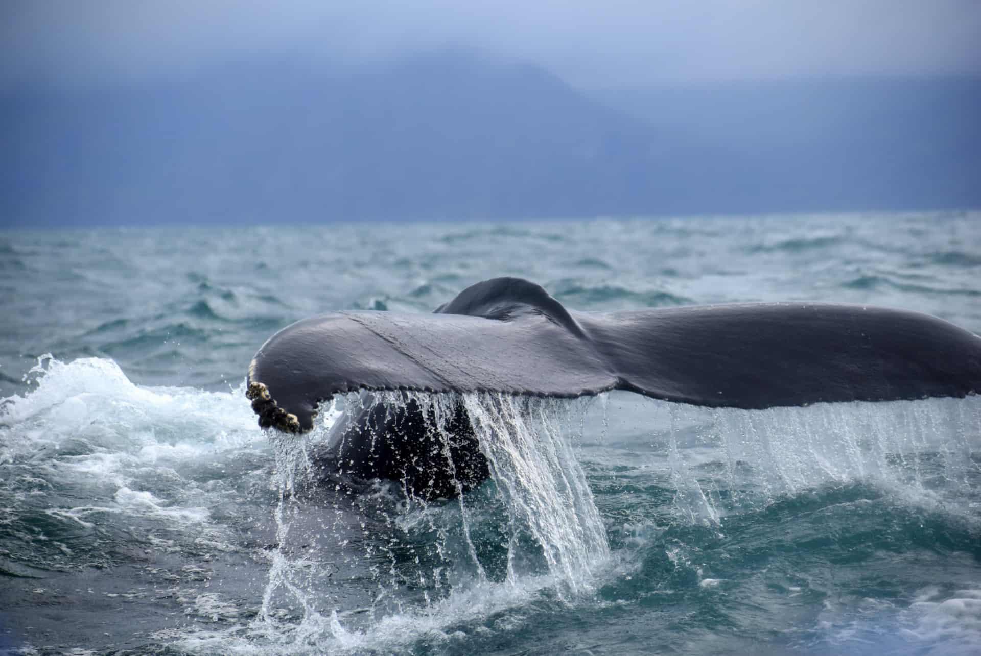 whales in husavik