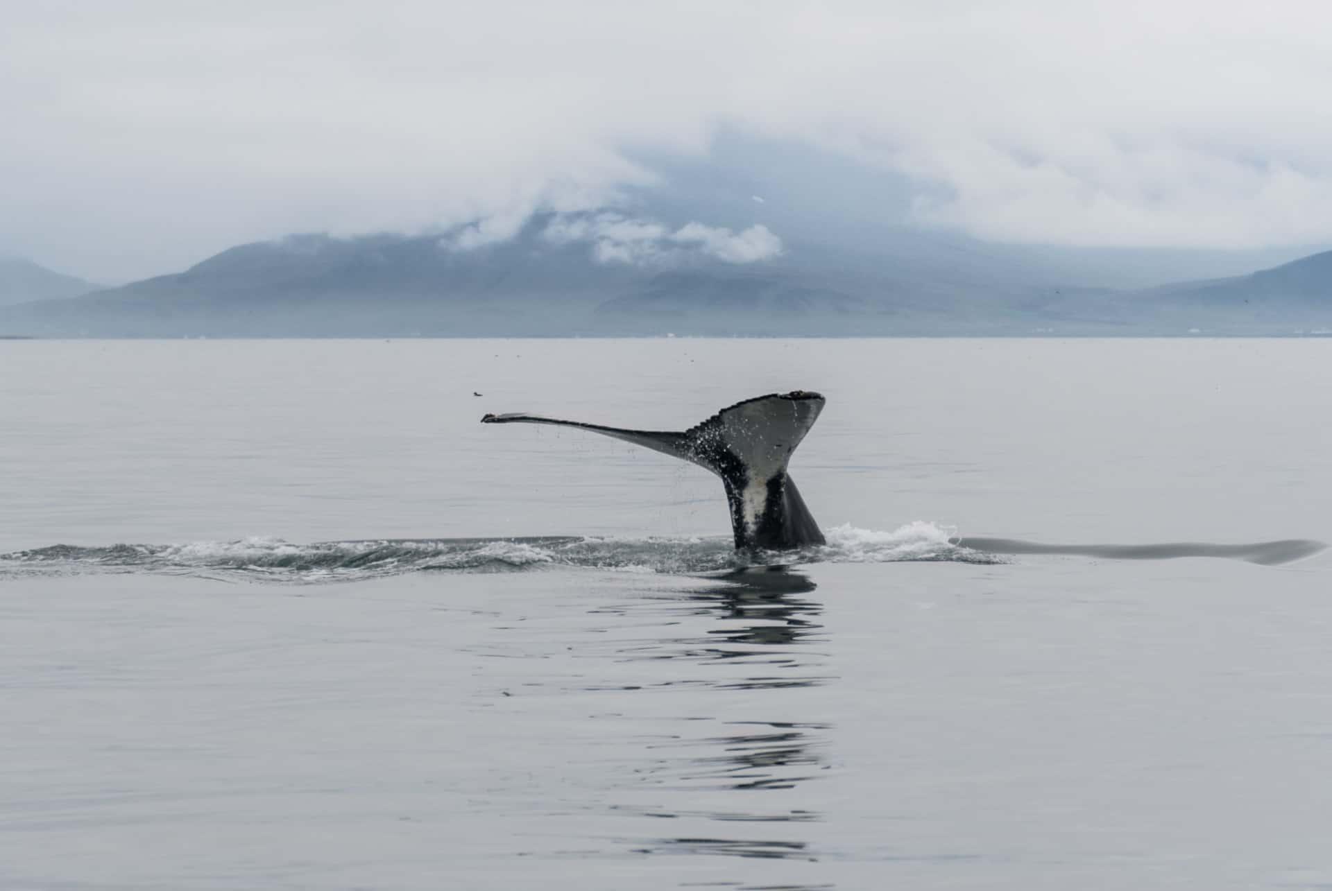 reykjavik whale watching iceland