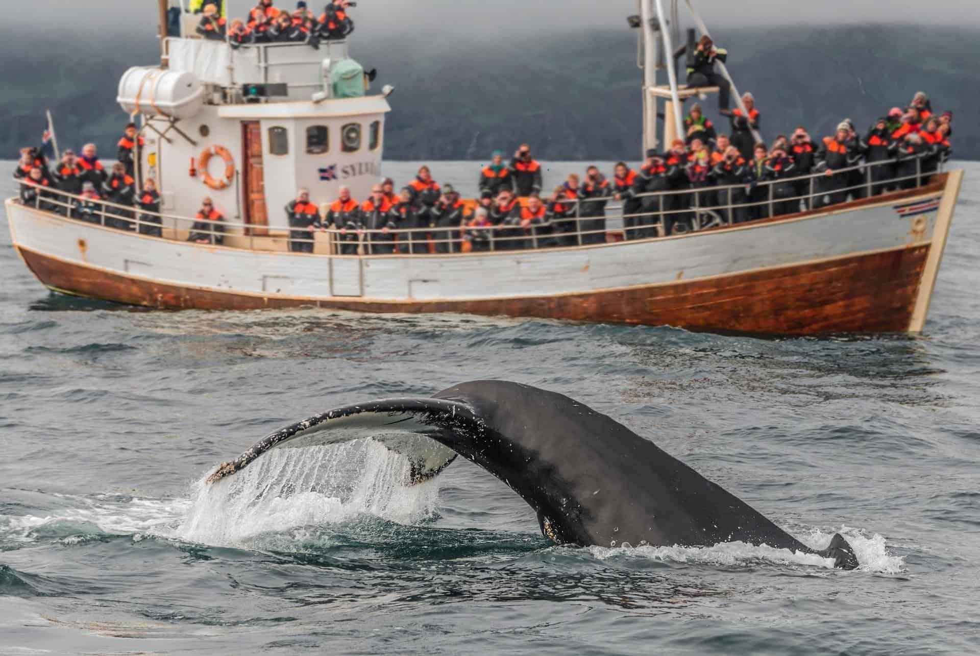whale watching in iceland