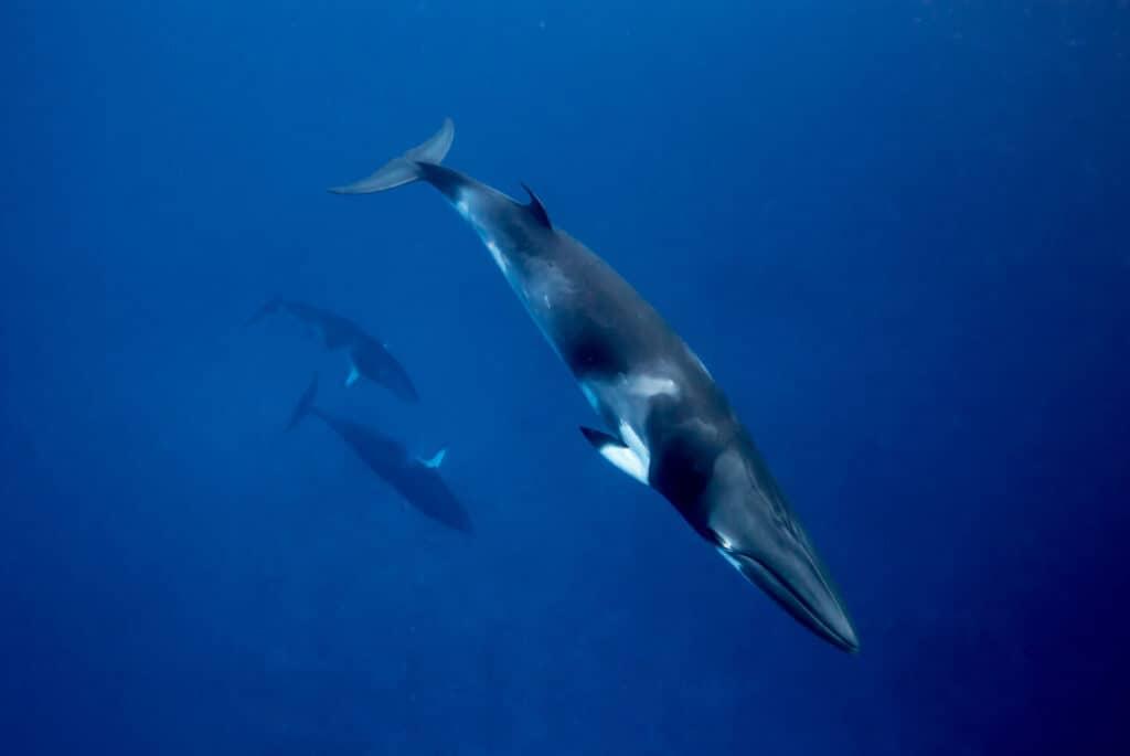 minke whales