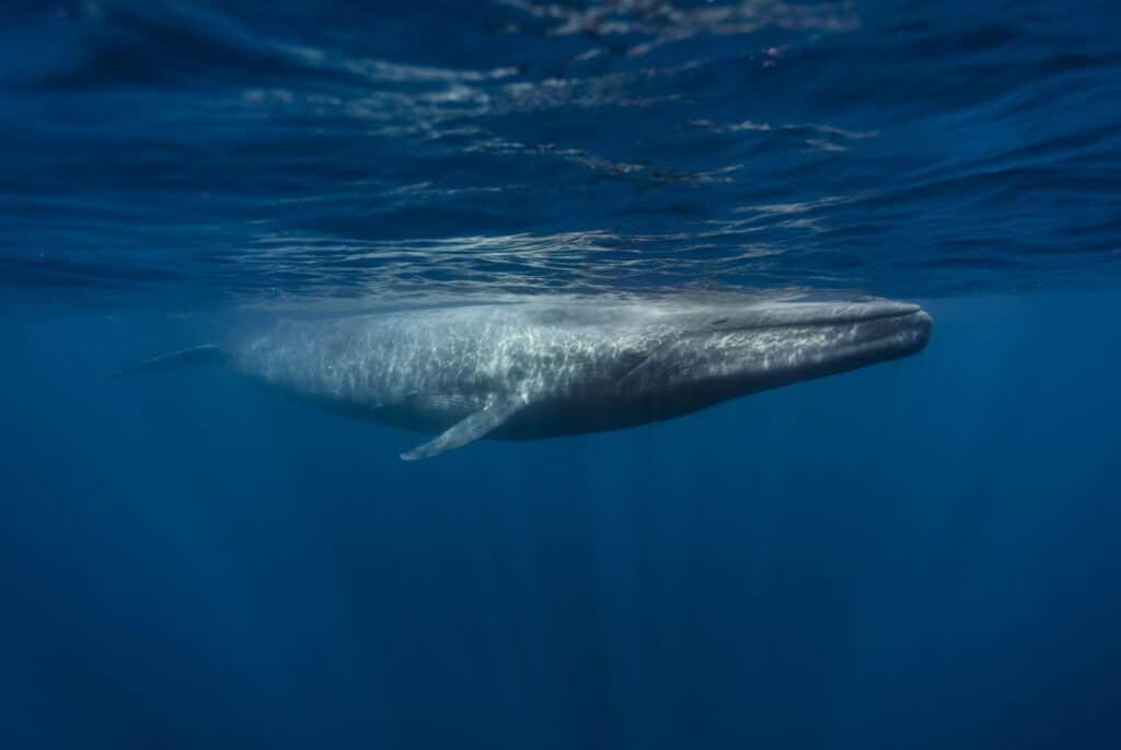 blue whale iceland