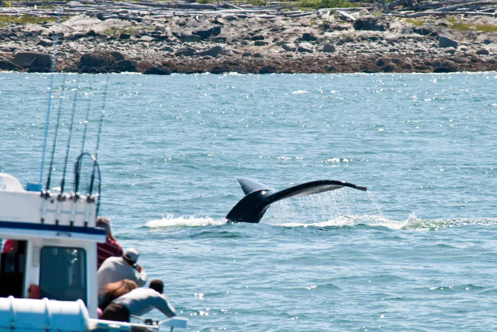 whale watching excursion photos