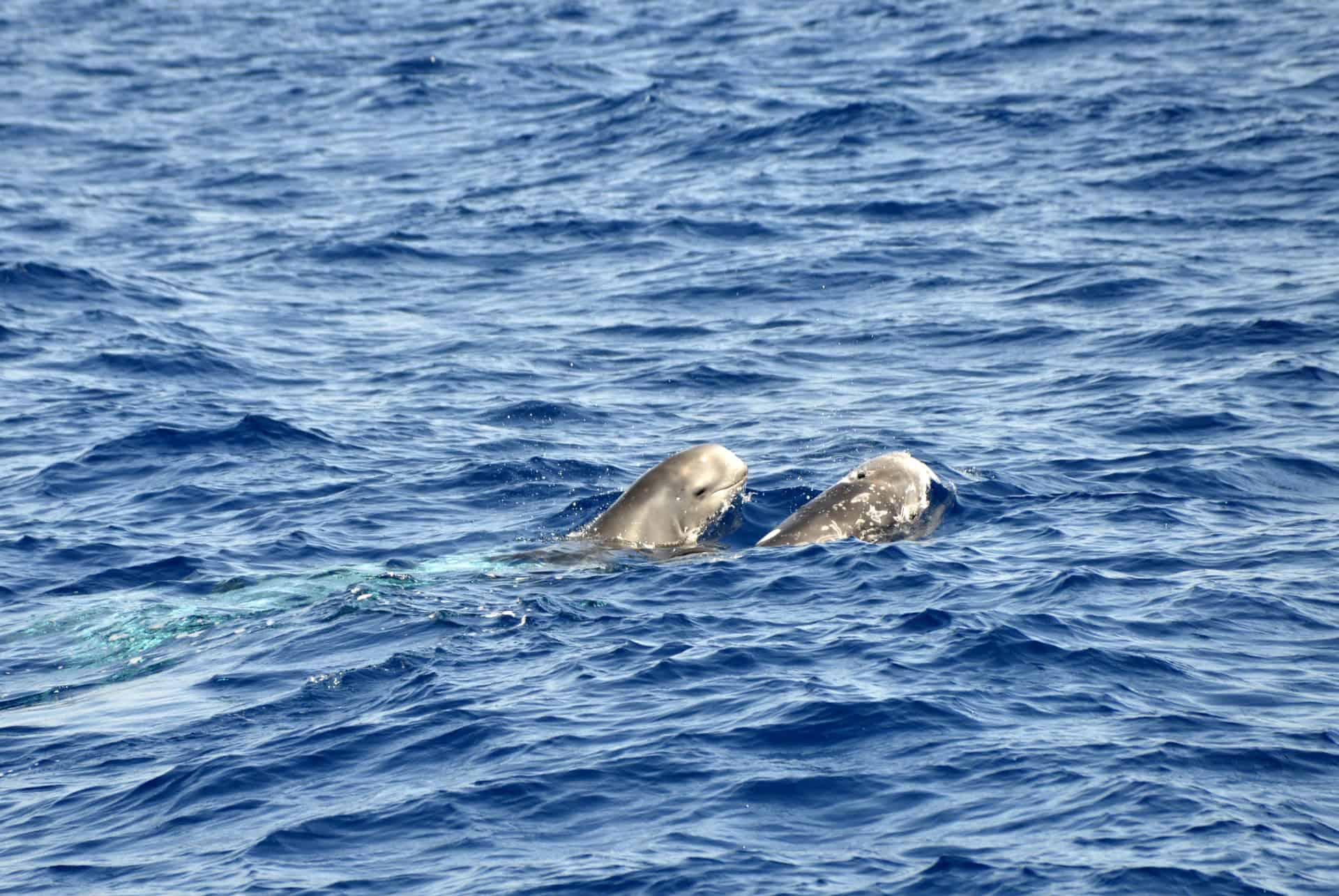 dolphins fuerteventura