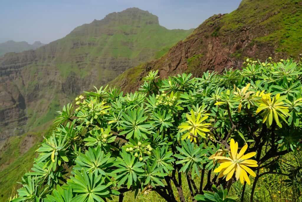 Pico da Antonia, Santiago, Cape Verde