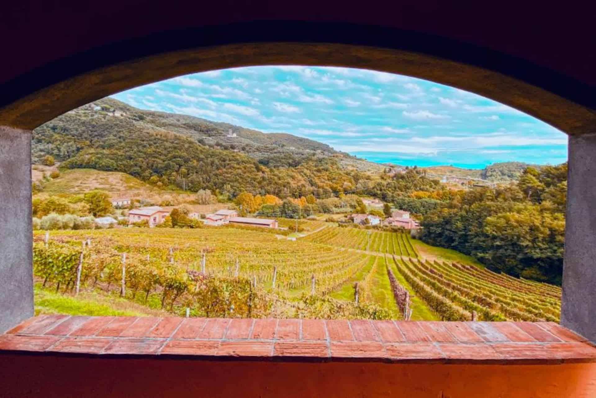 Visit Vineyards in Lucca