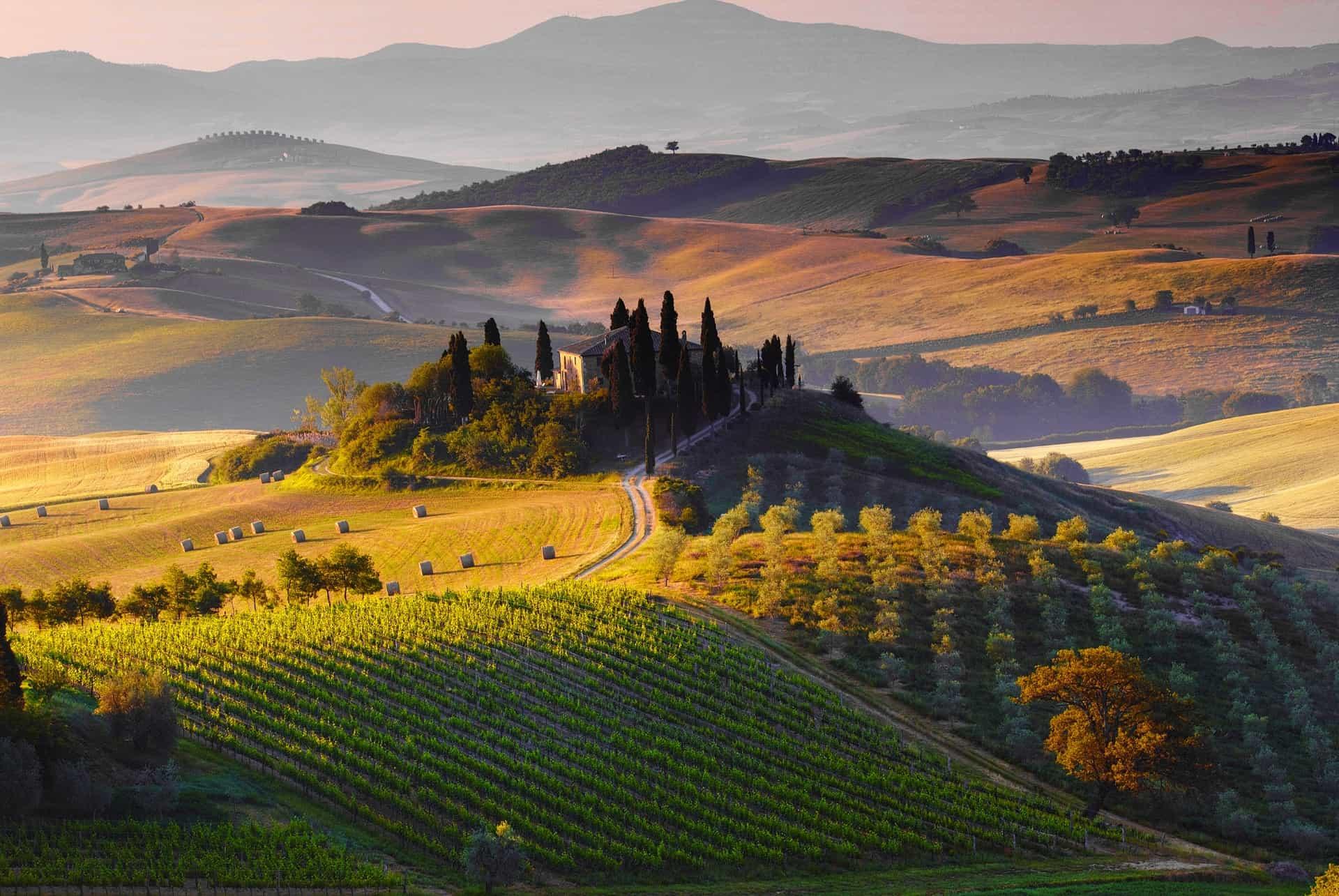 Vineyards in Italy