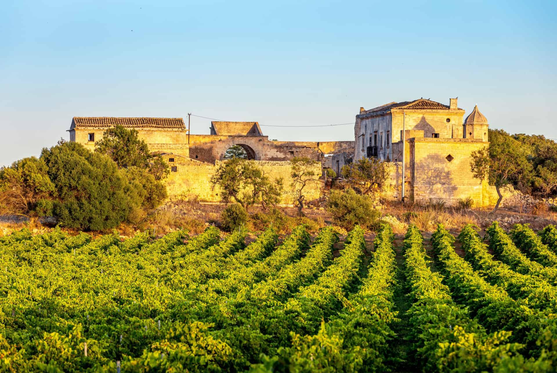Marsala Vineyards