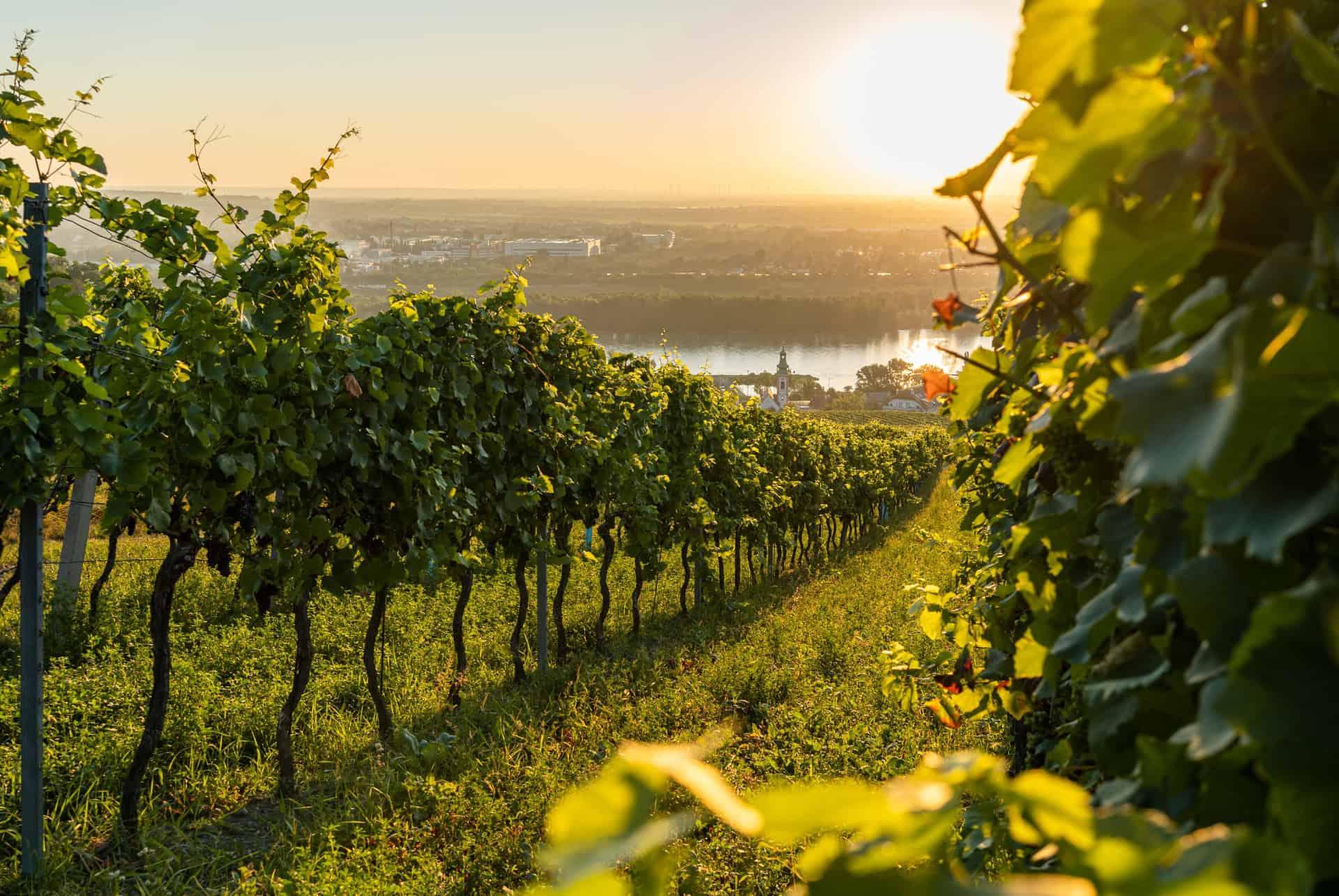 vienna vineyards