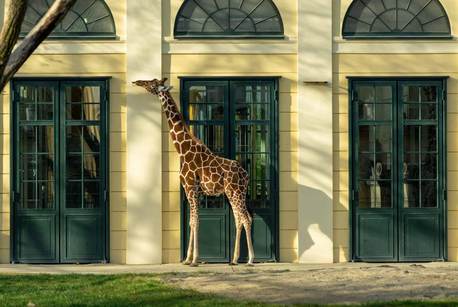 zoo schonbrunn