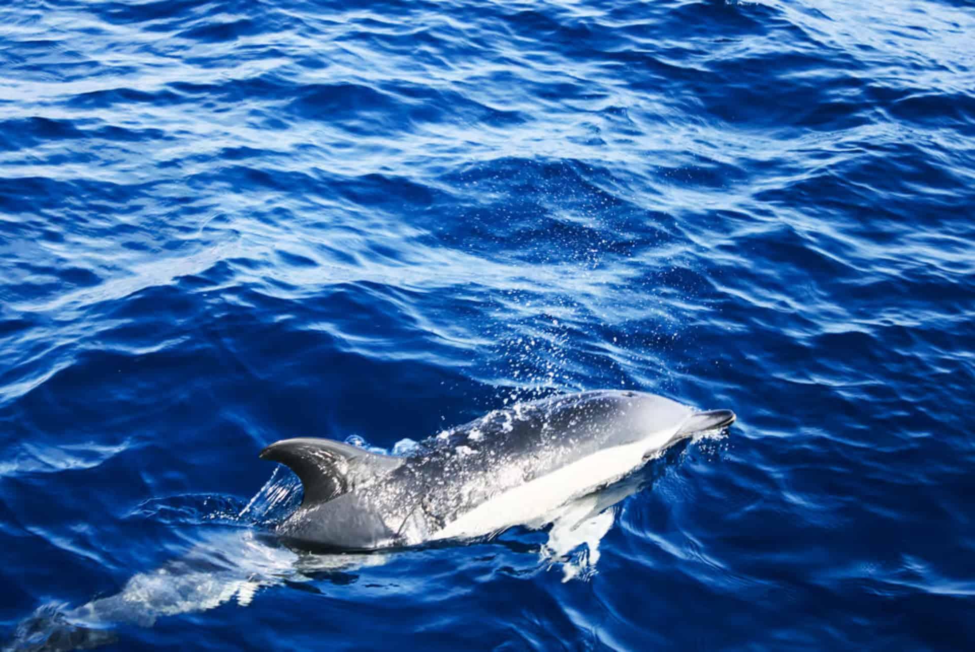 dolphin lanzarote