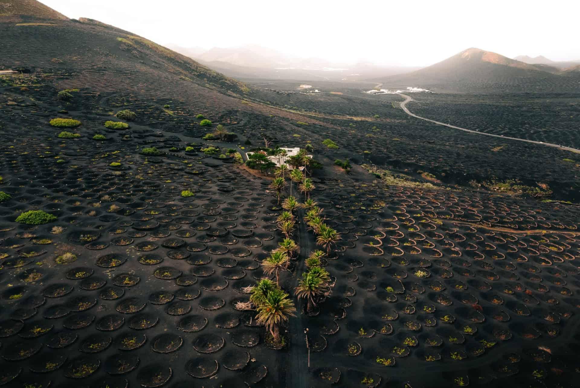 wines route lanzarote