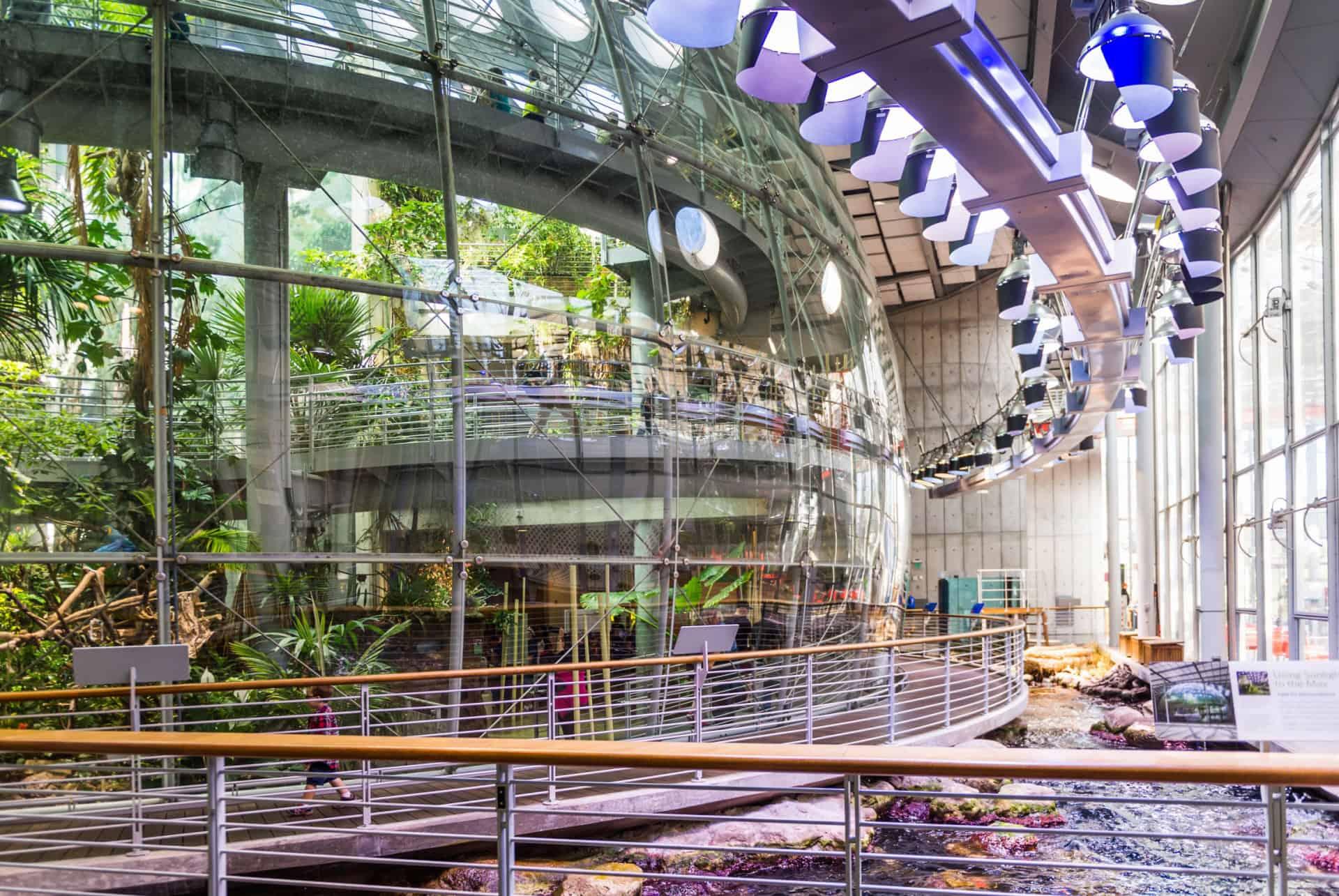 tropical forest california academy of sciences