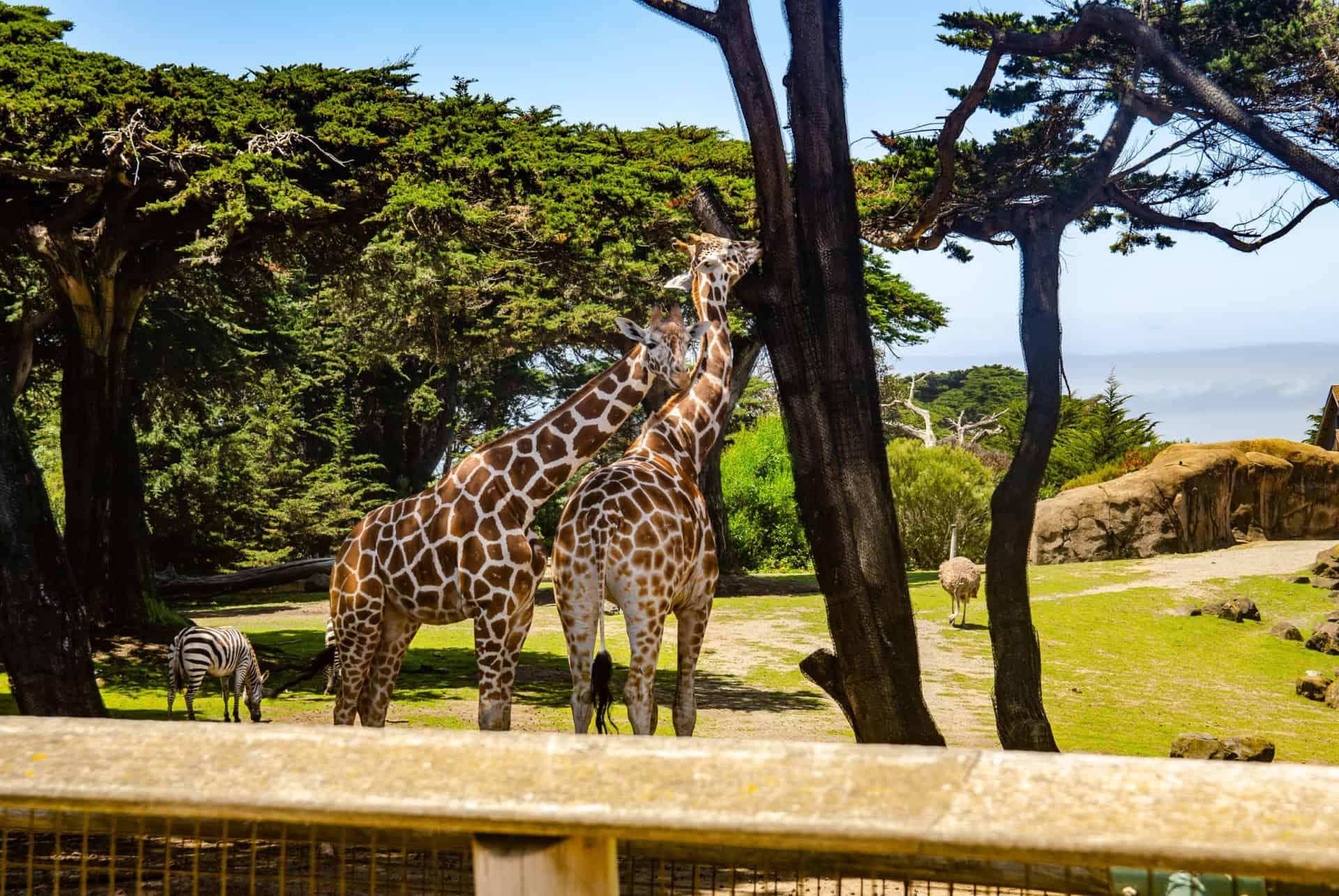 san francisco zoo