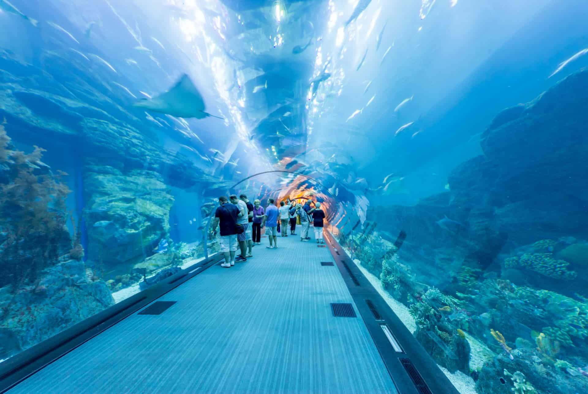 dubai aquarium