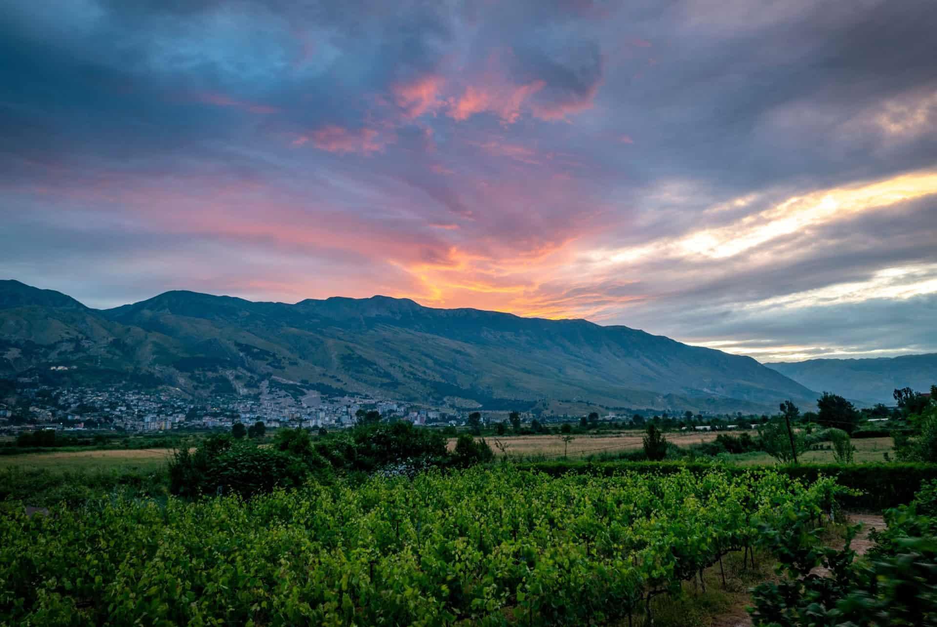 vineyards in autumn albania