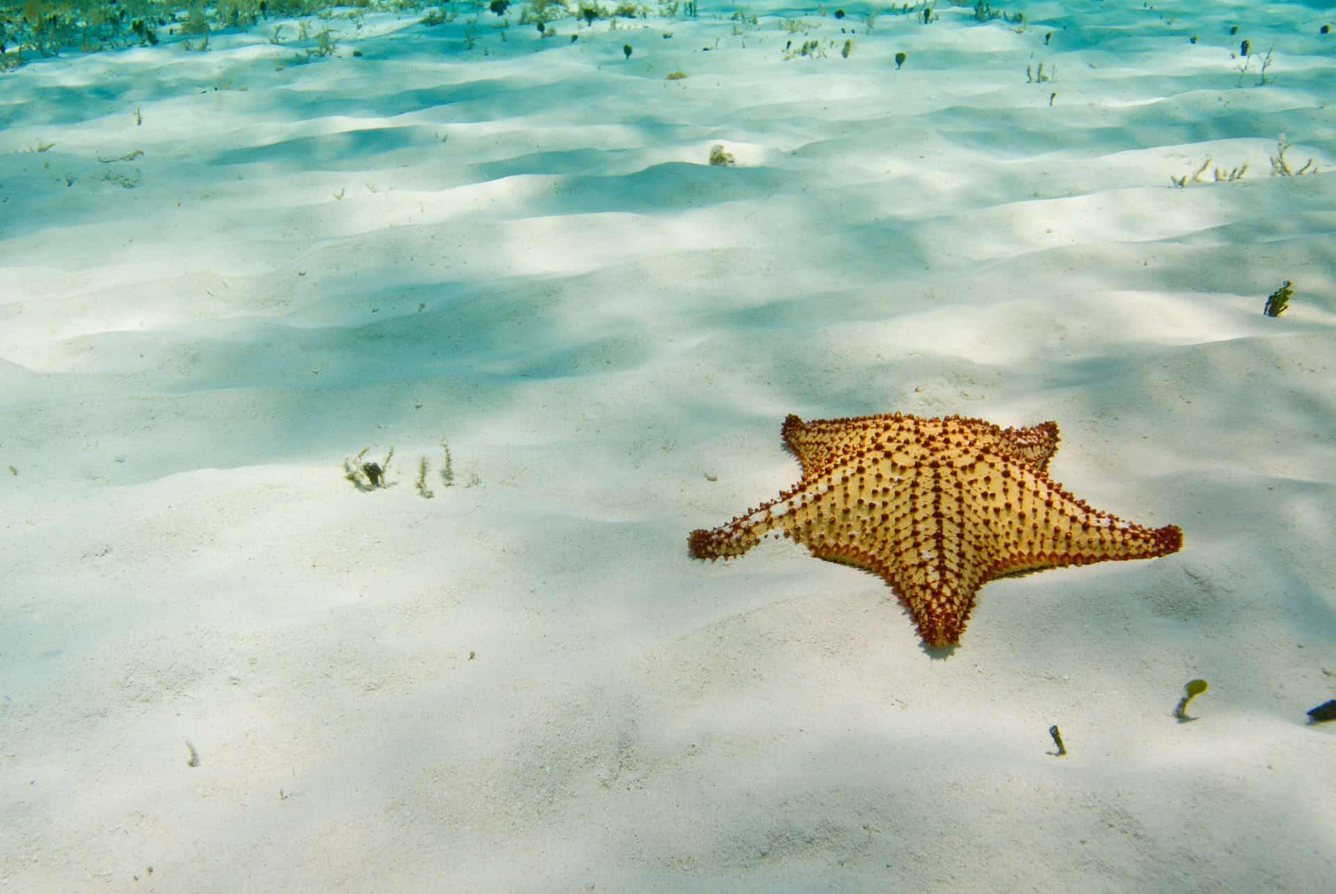 El Cielo