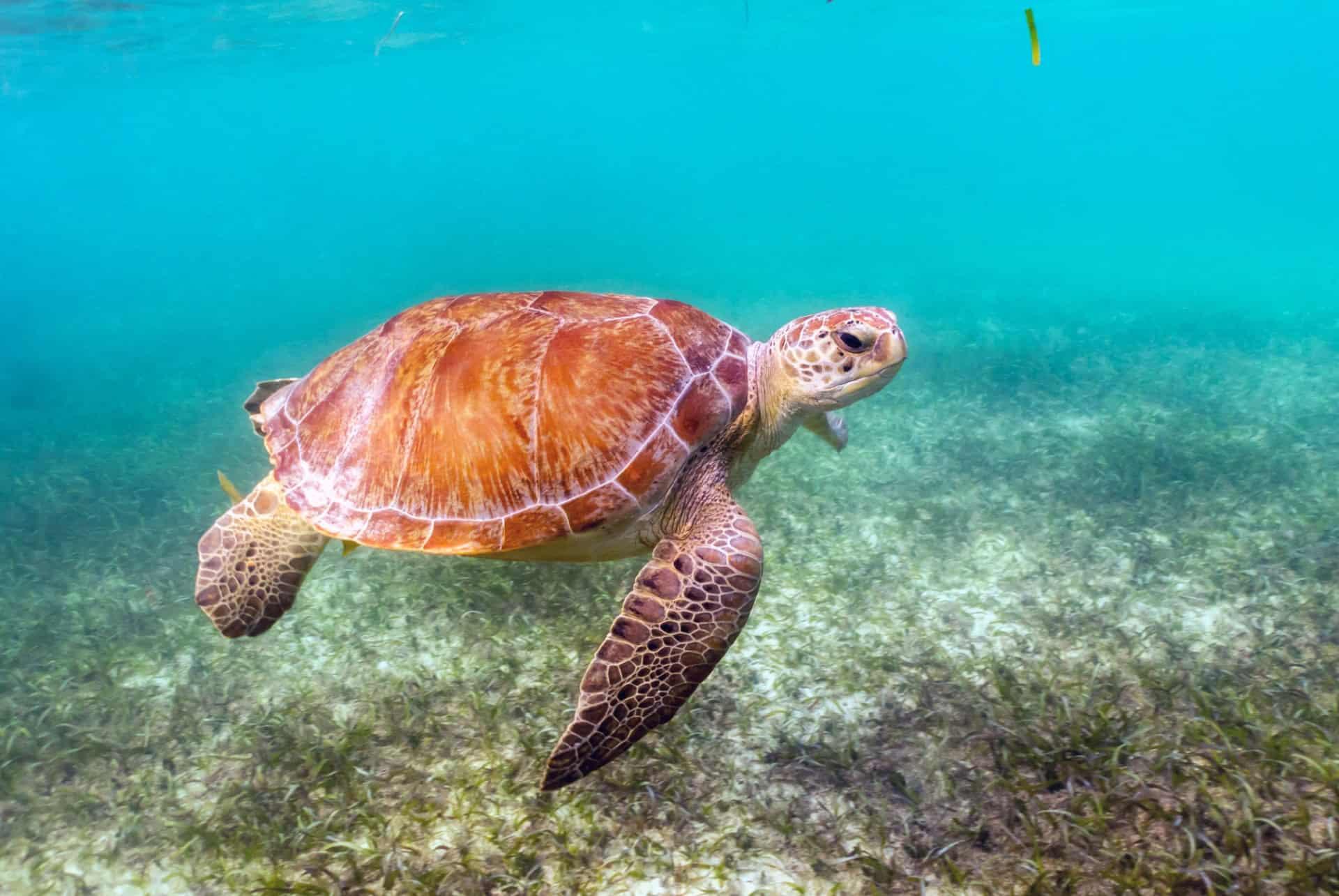 turtles Akumal