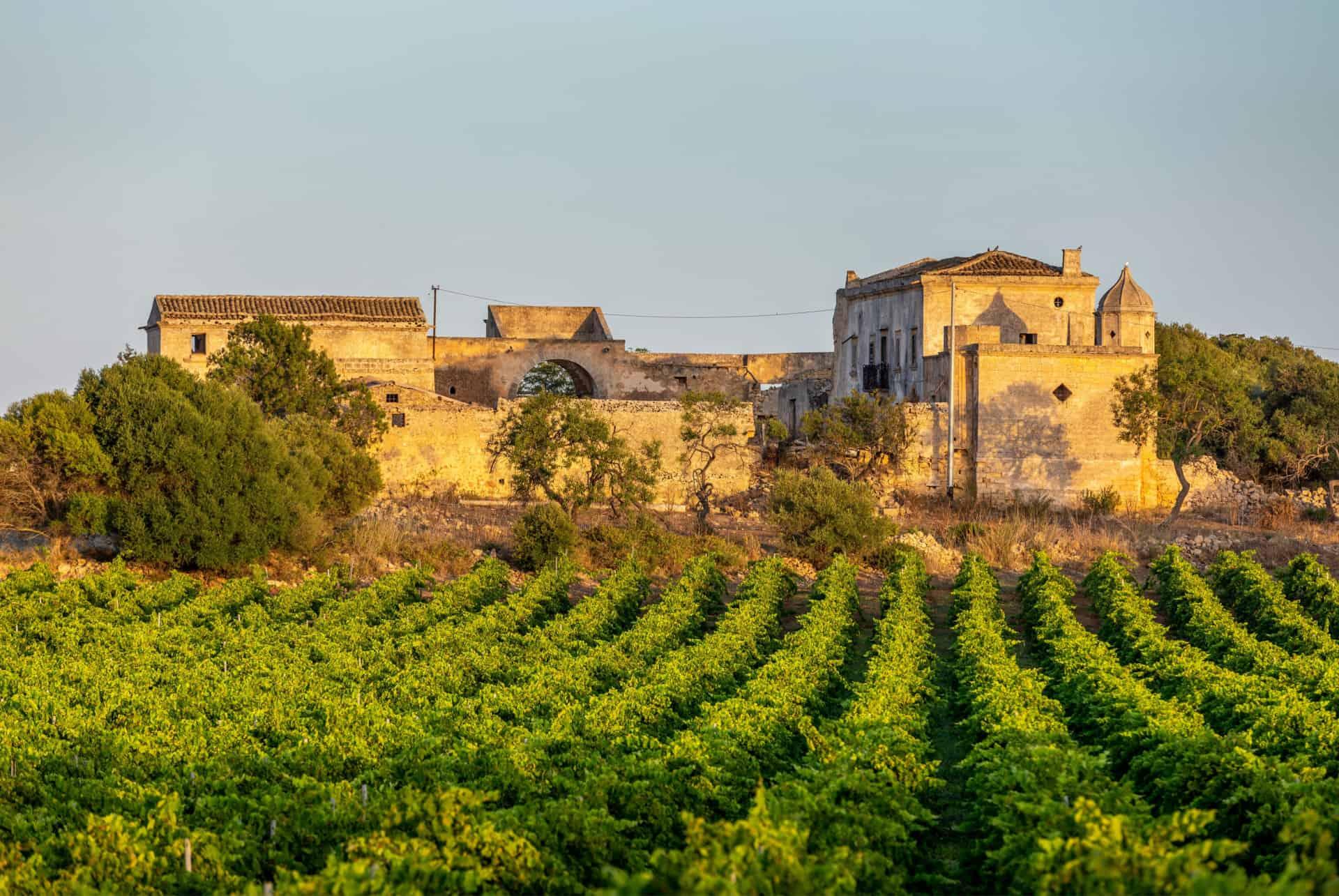 Marsala Sicily vineyard