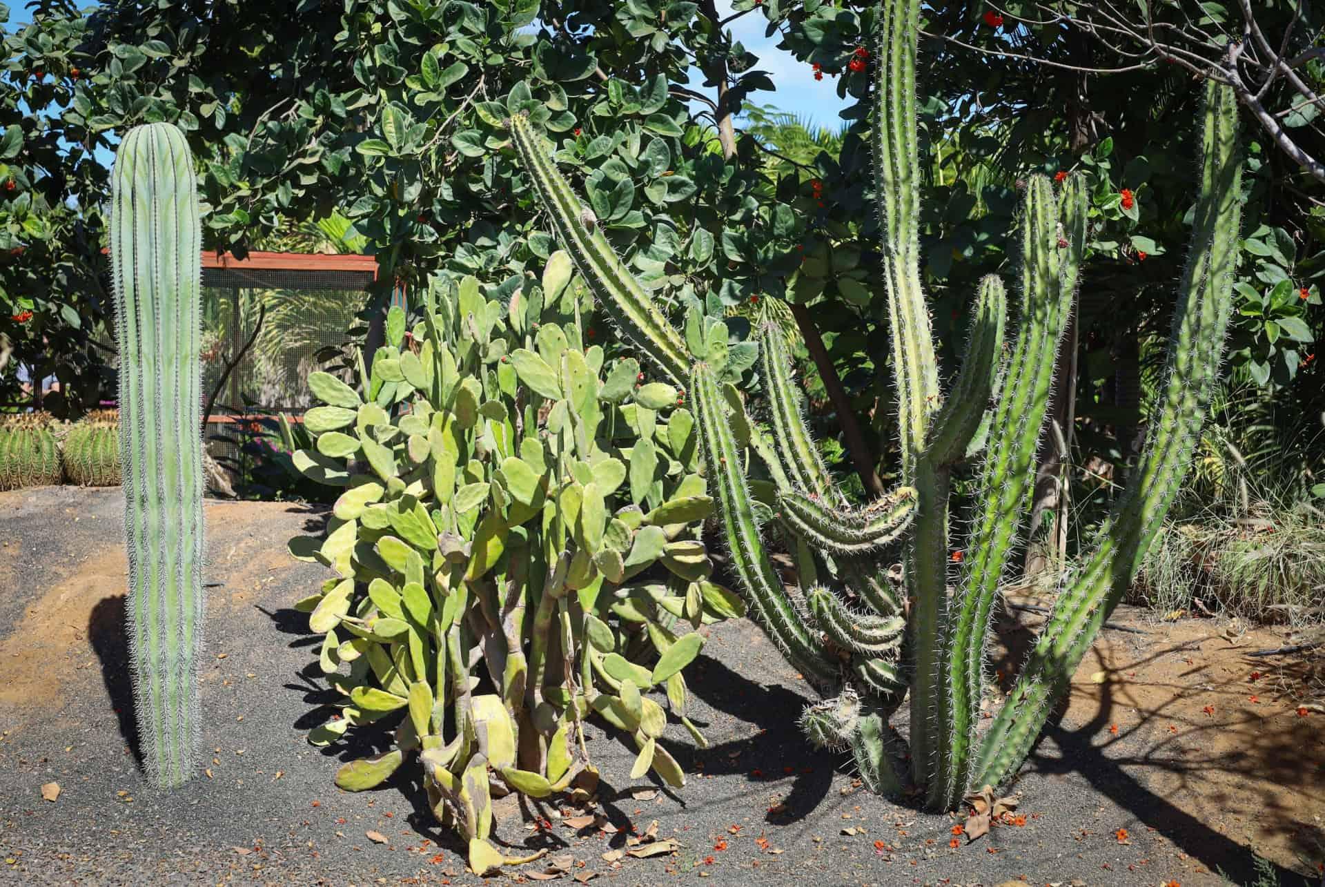 Cactus Cape Verde