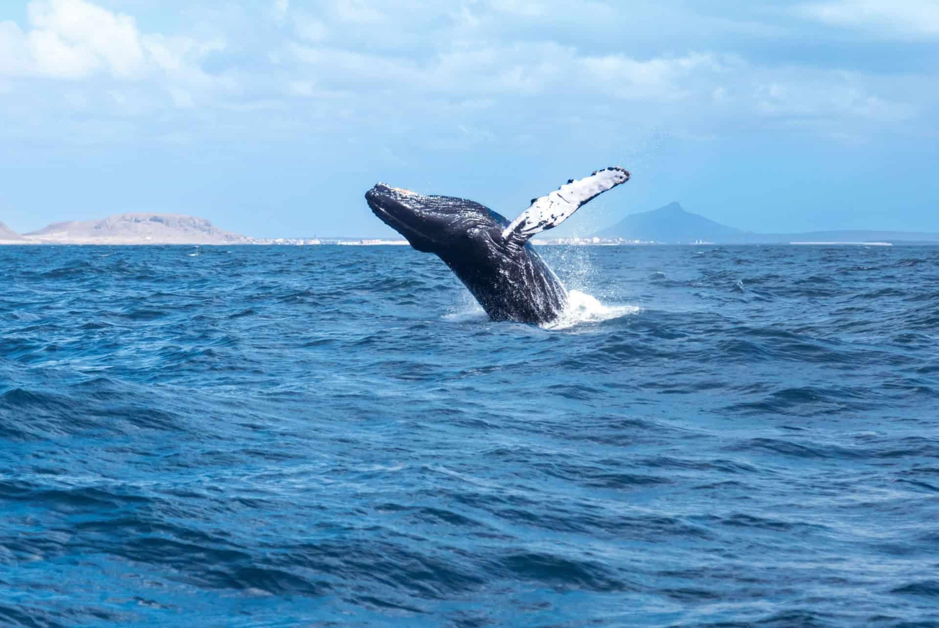 whale Boa Vista Cape Verde