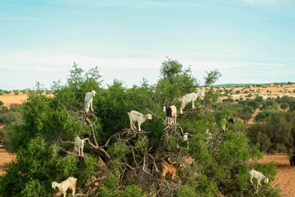 goats in argan tree