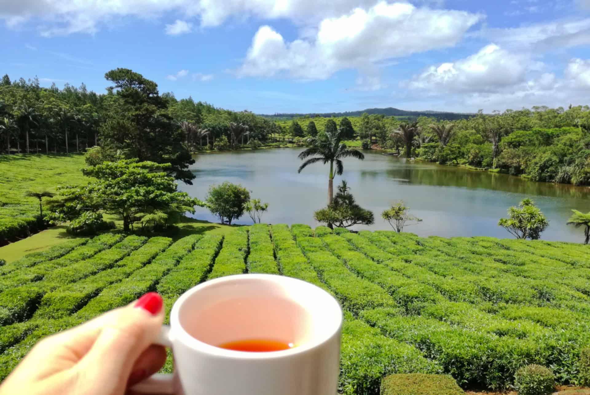 Tea route Mauritius in June