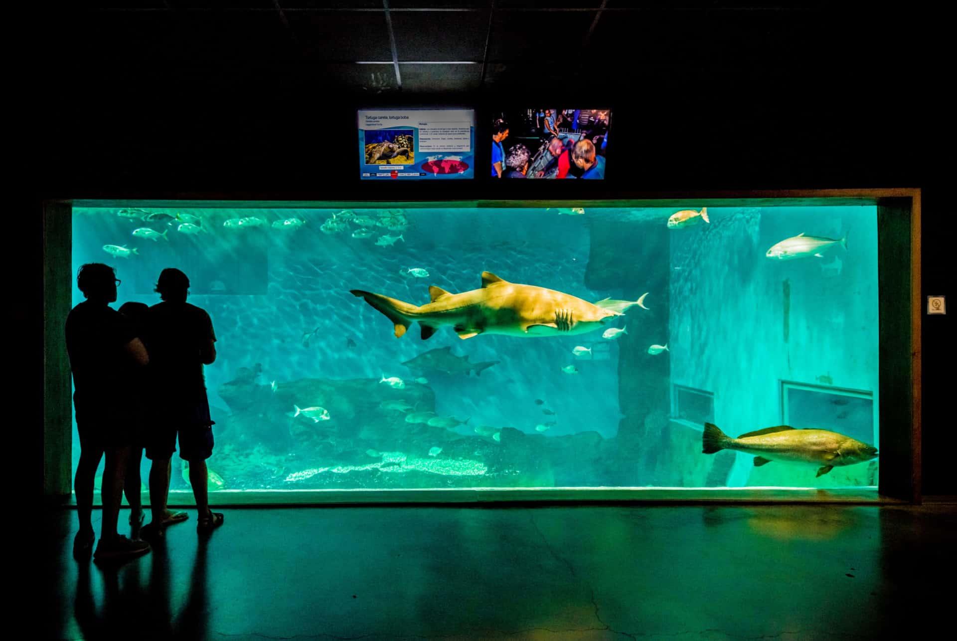 seville aquarium
