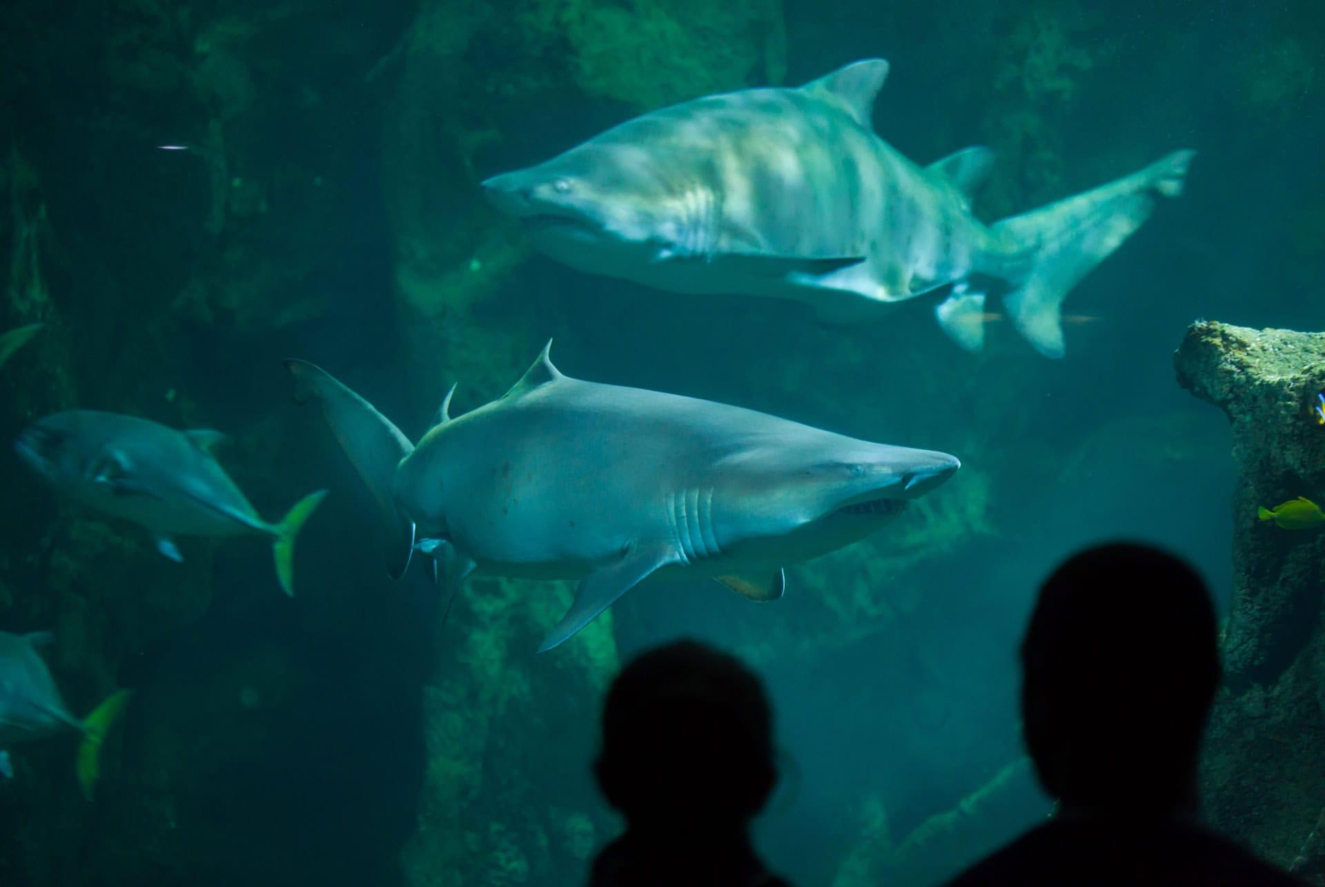 aquarium la rochelle what to do in charente-maritime
