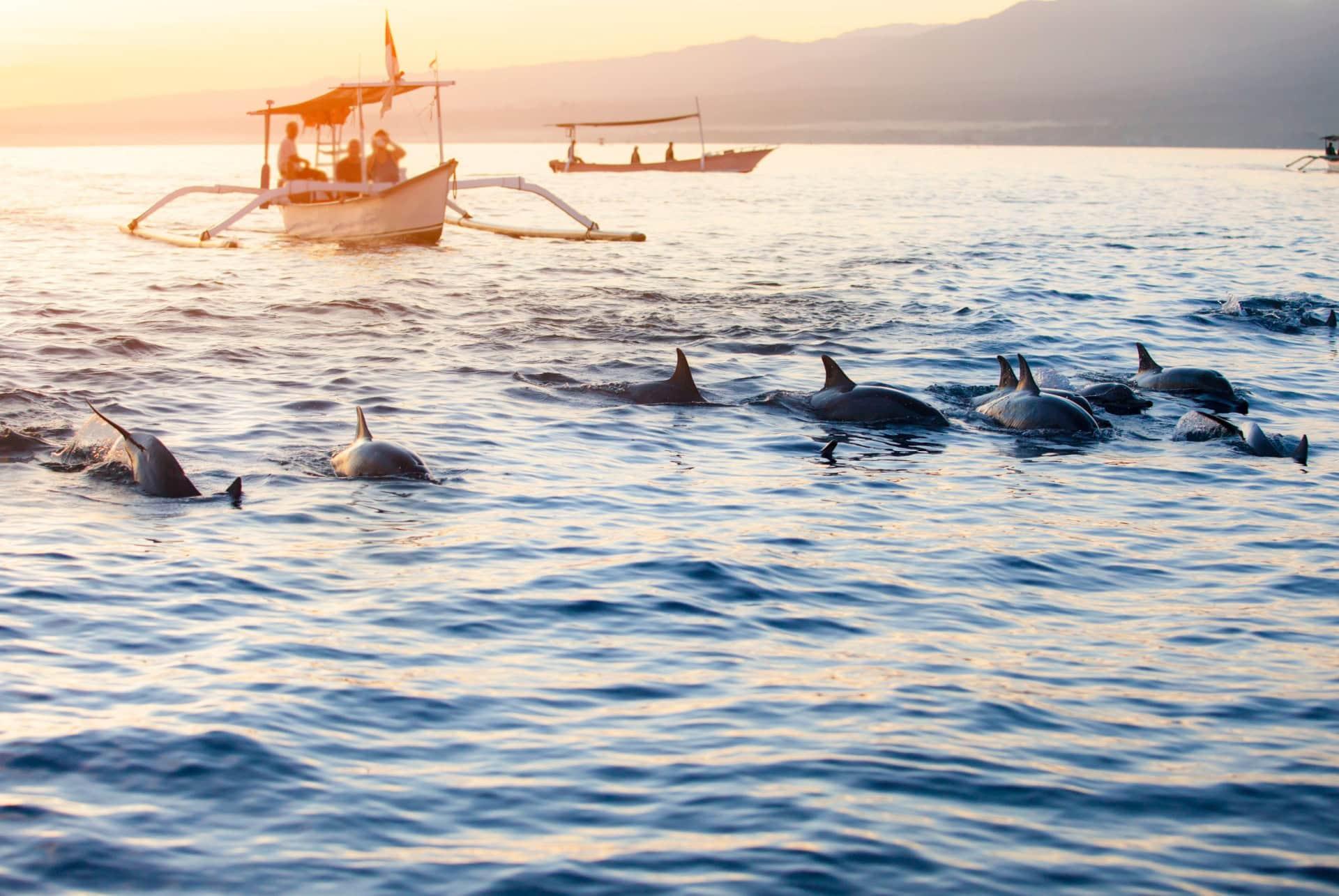 Dolphins at Lovina Beach