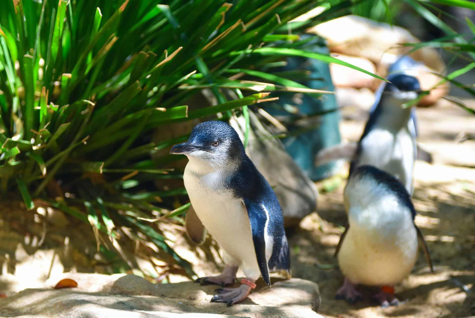 Phillip Island