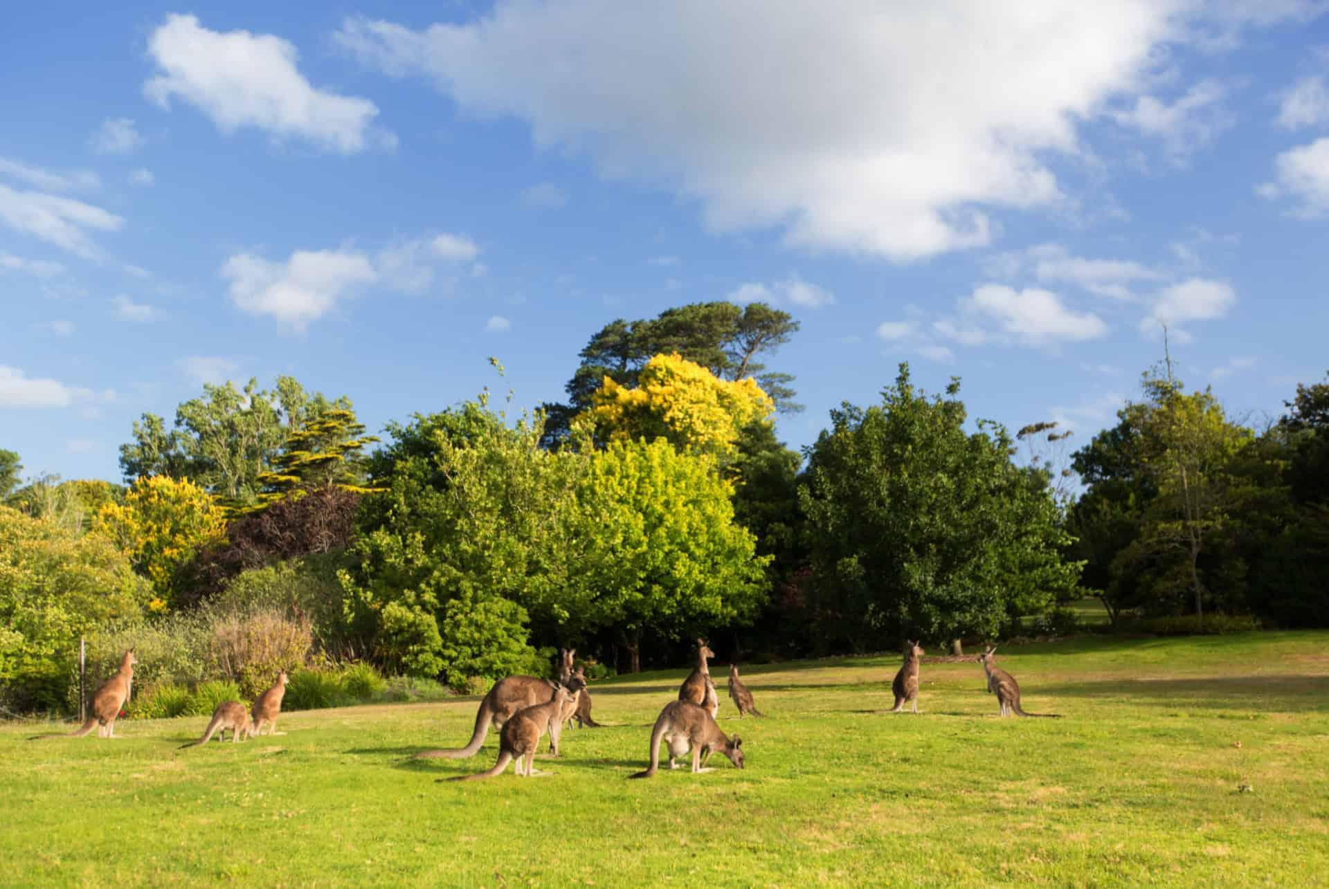 Melbourne Zoo