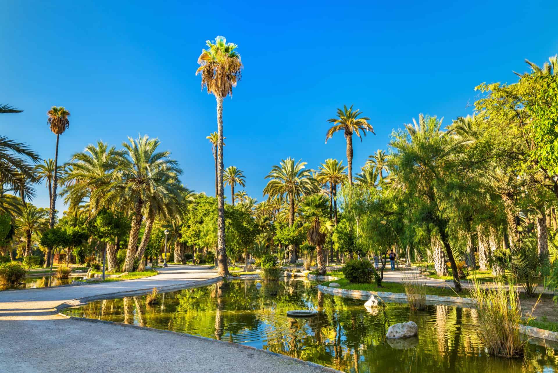 palm grove elche