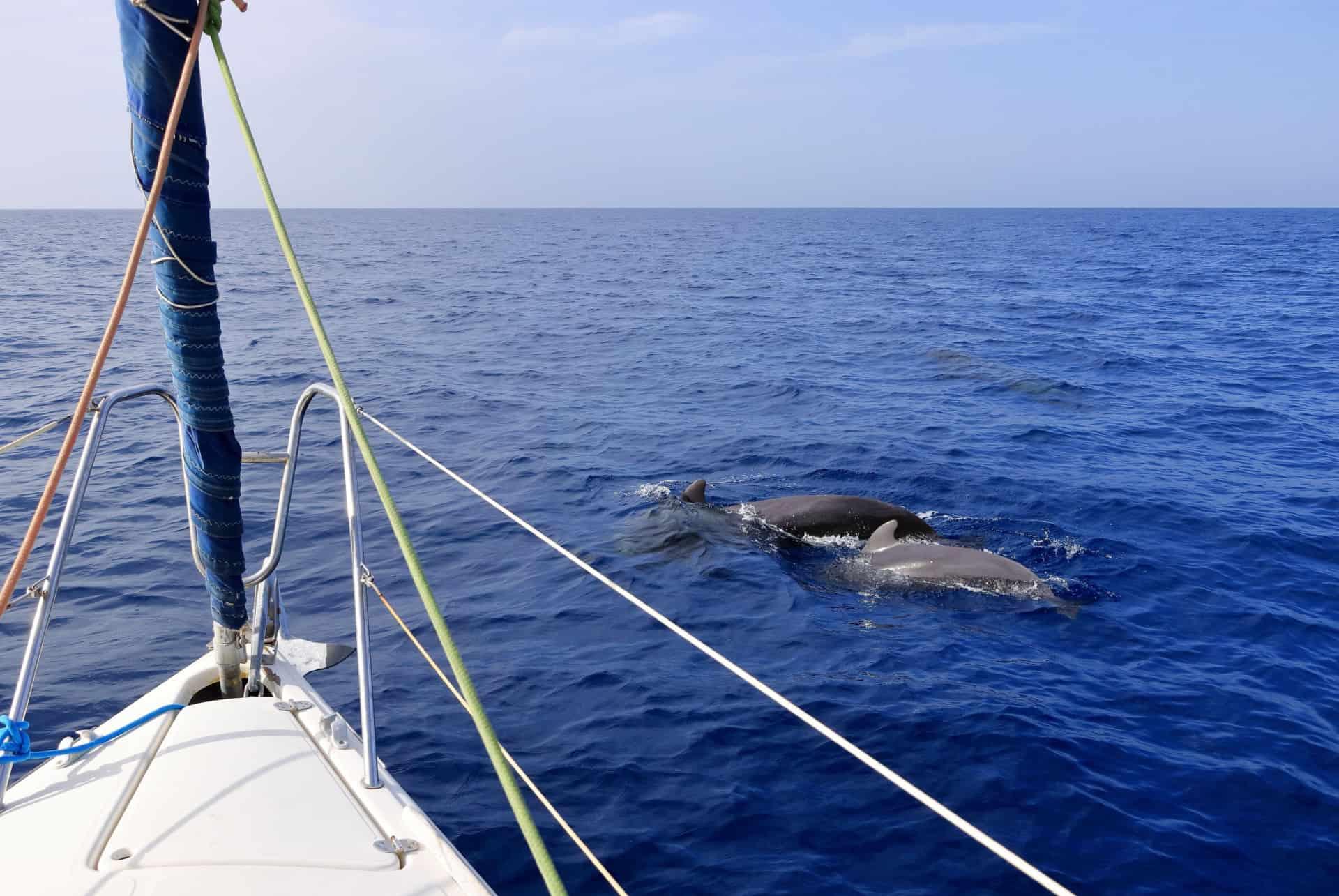 Tenerife dolphin watching cruise