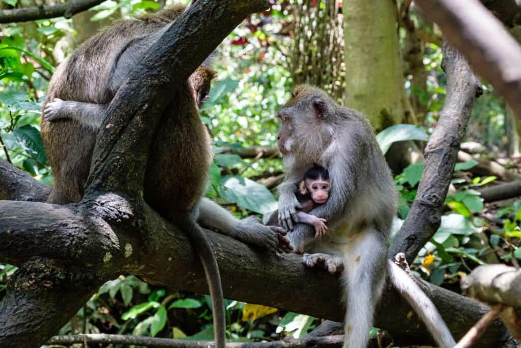 Kyoto Monkey Park