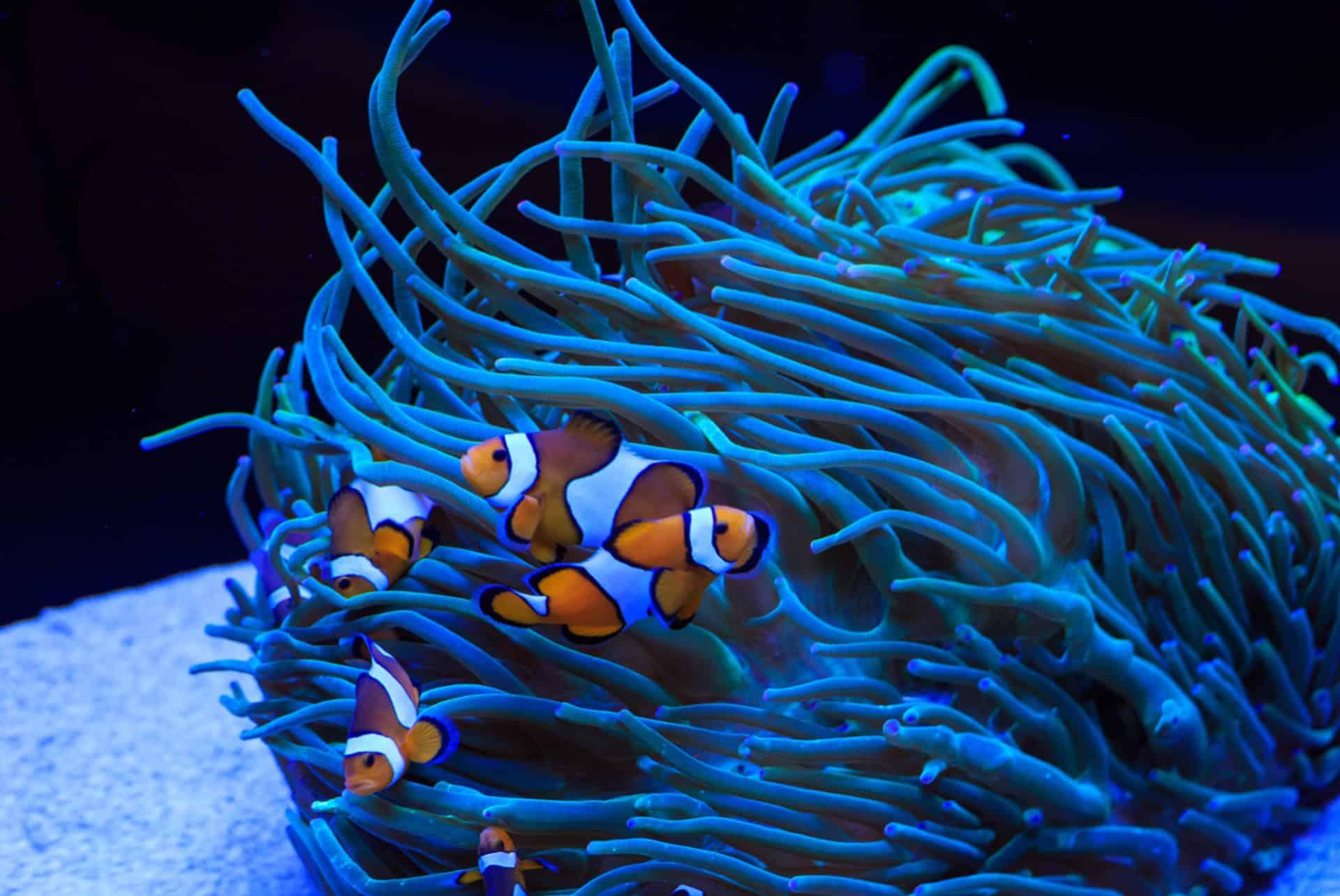 aquarium of perth