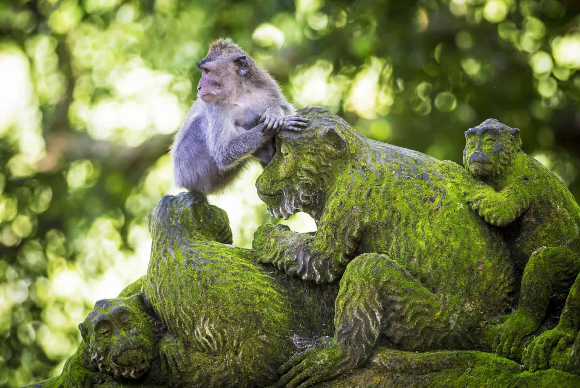 what to do in ubud